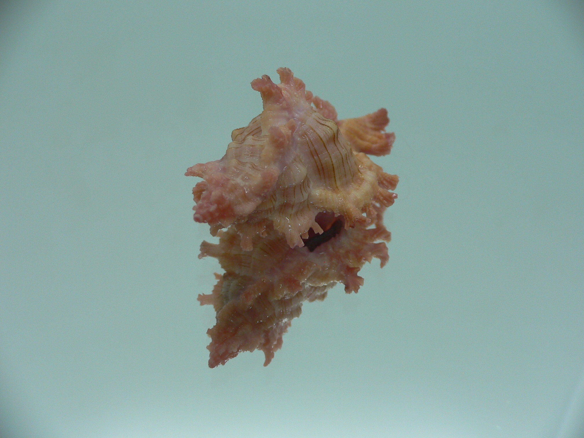 Chicoreus nobilis YELLOW -PINK