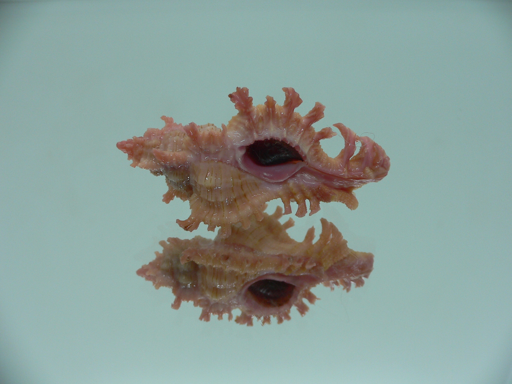 Chicoreus nobilis YELLOW -PINK