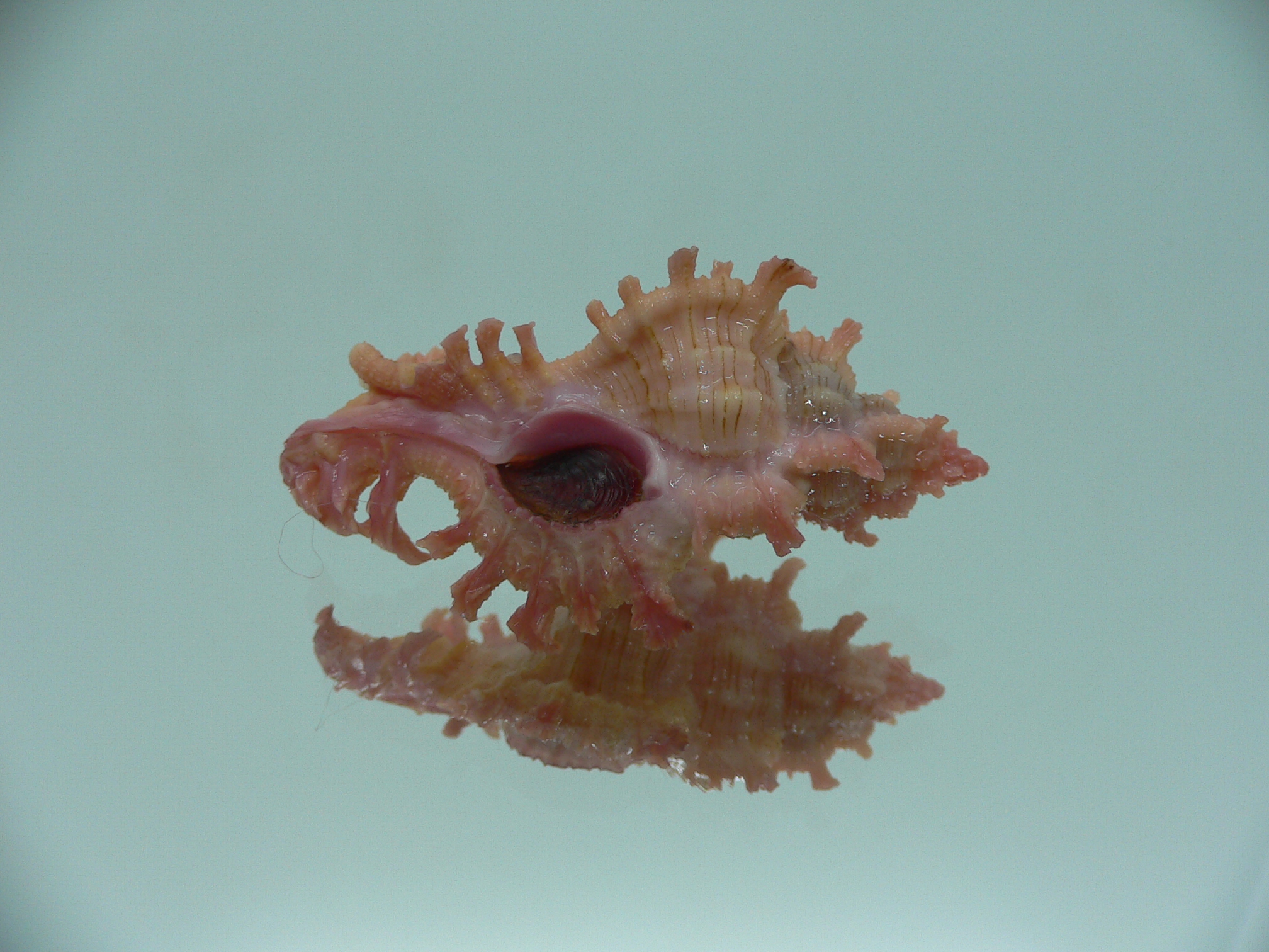 Chicoreus nobilis YELLOW -PINK