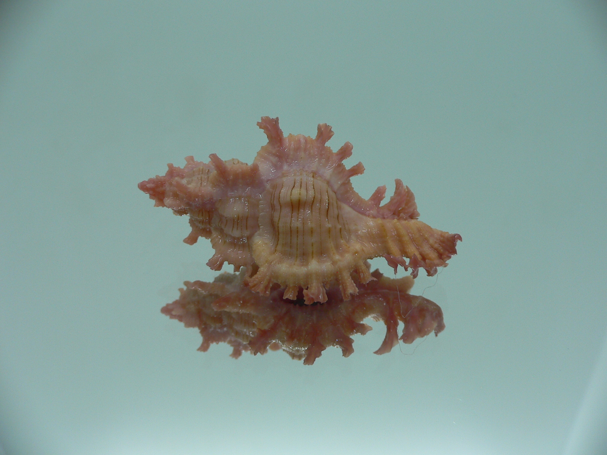 Chicoreus nobilis YELLOW -PINK