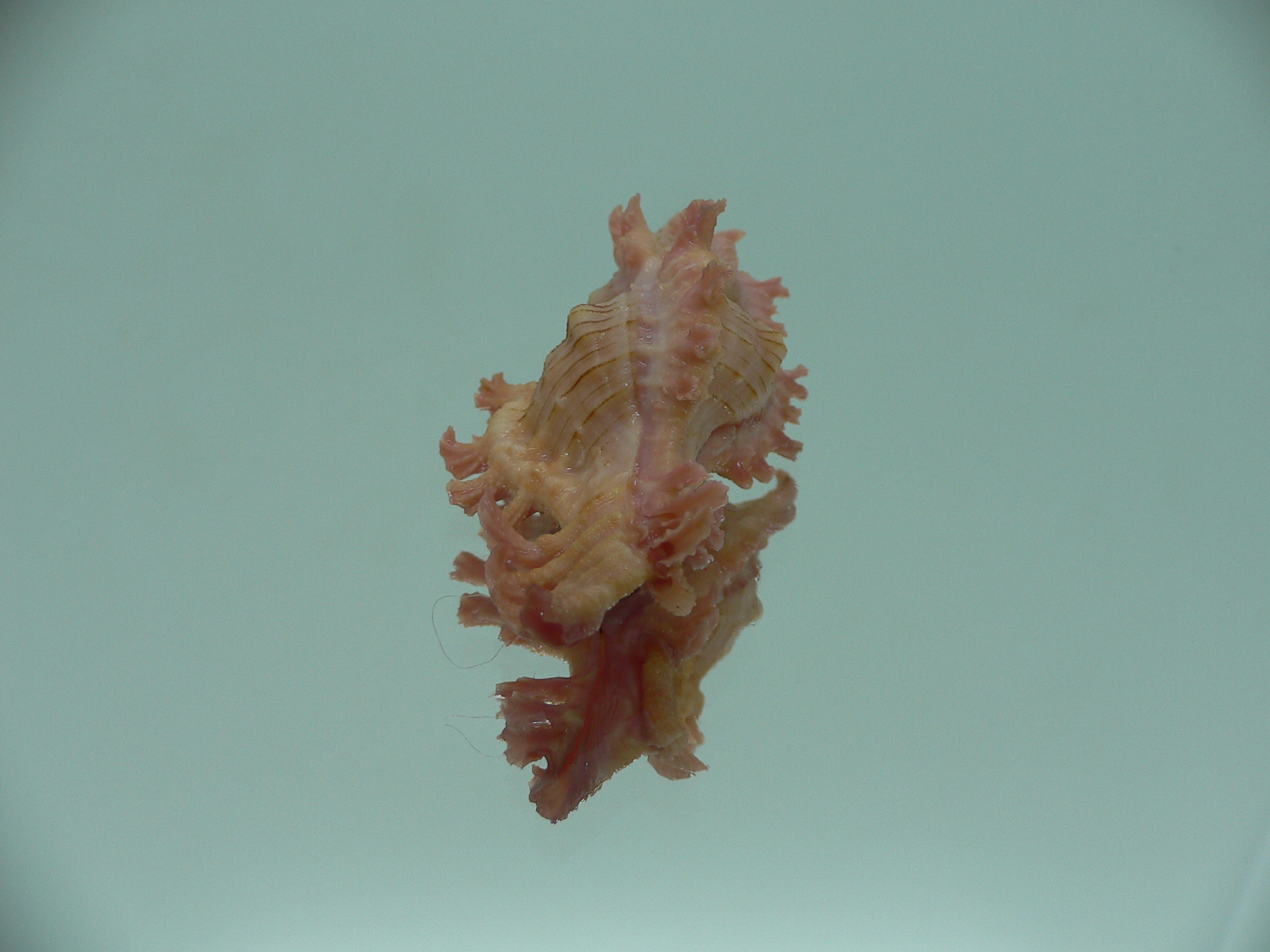 Chicoreus nobilis YELLOW -PINK