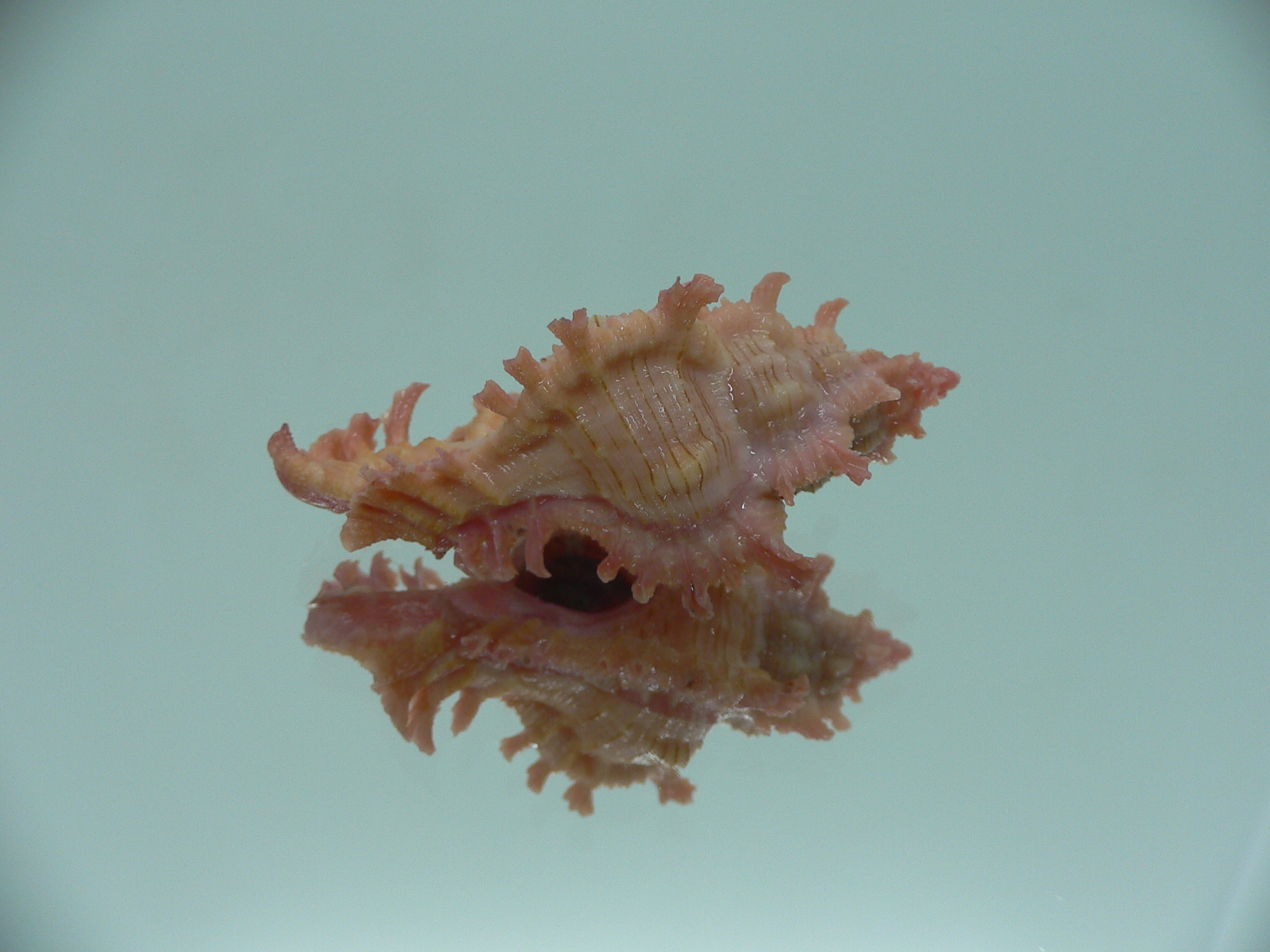 Chicoreus nobilis YELLOW -PINK