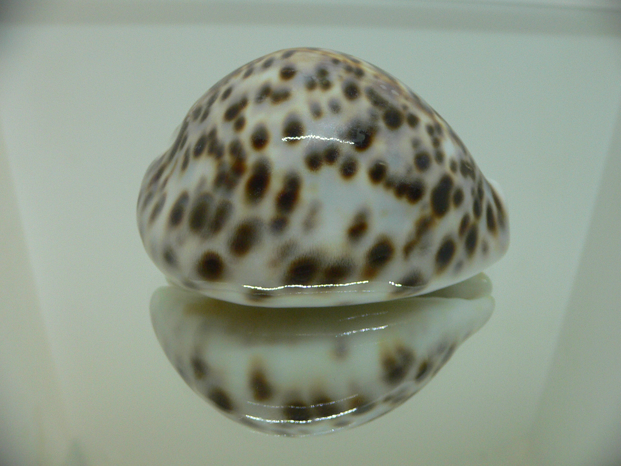 Cypraea tigris pardalis CALLOUSED & HEAVY