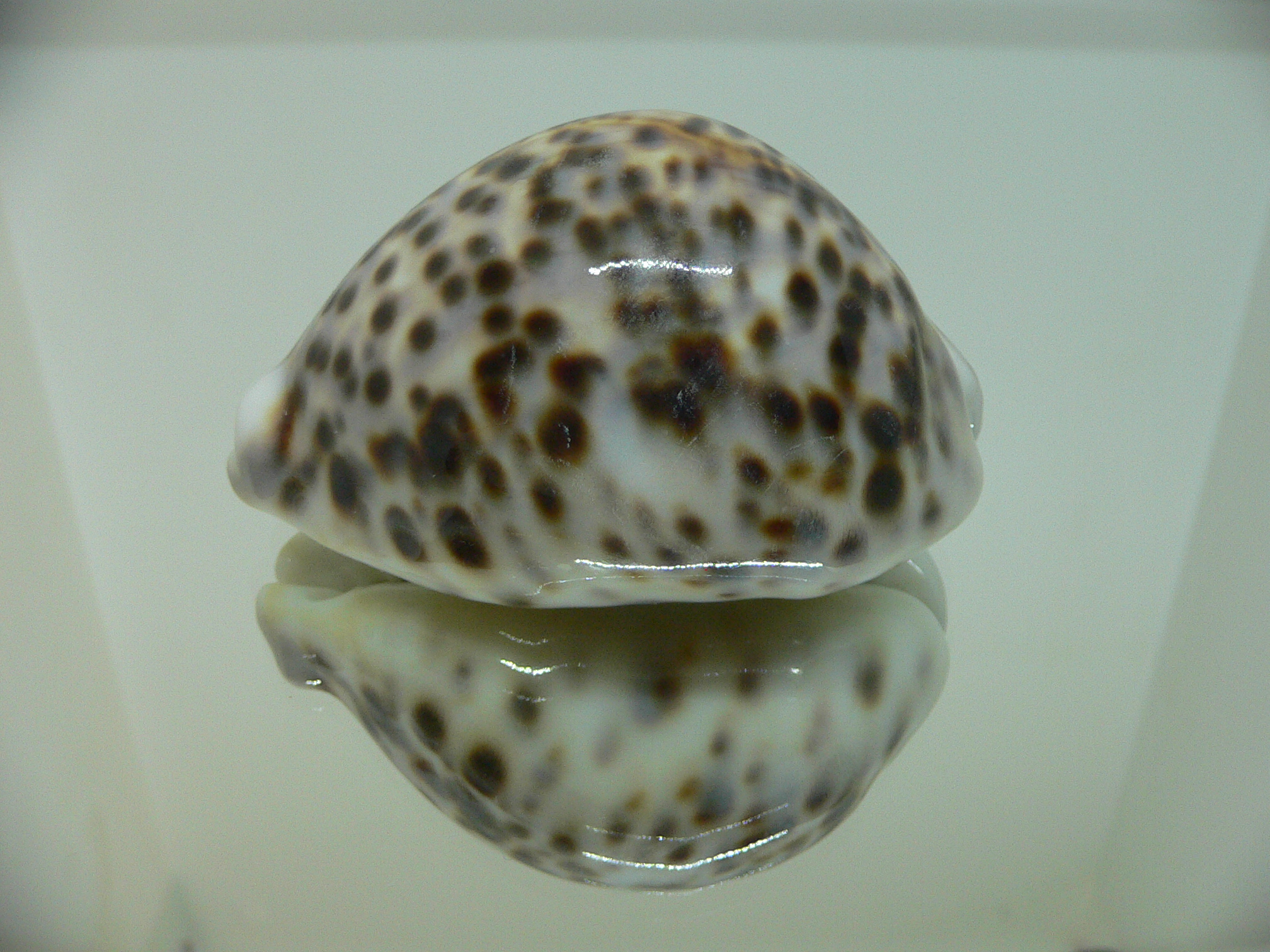 Cypraea tigris pardalis CALLOUSED & HEAVY