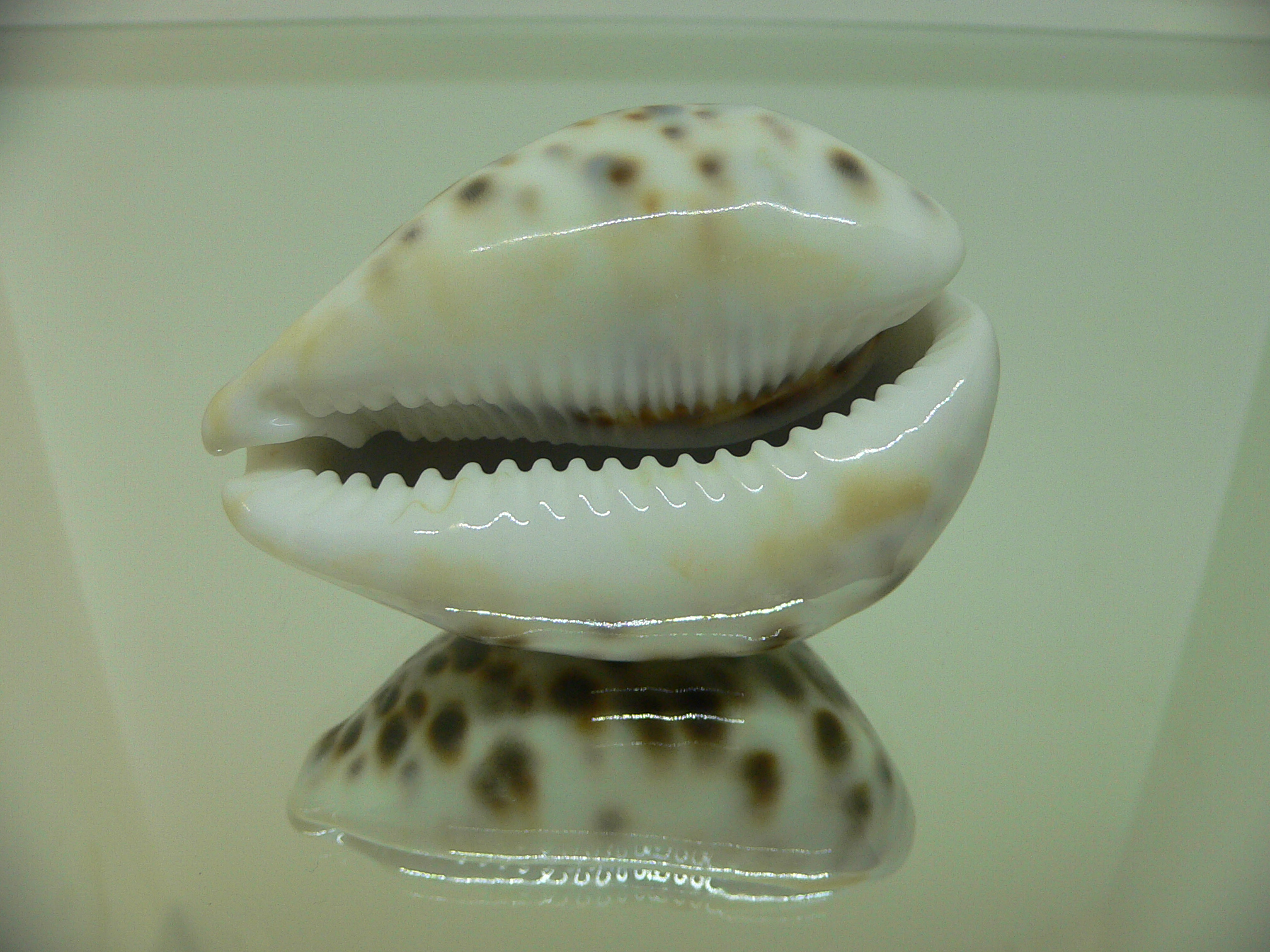 Cypraea tigris pardalis CALLOUSED & HEAVY