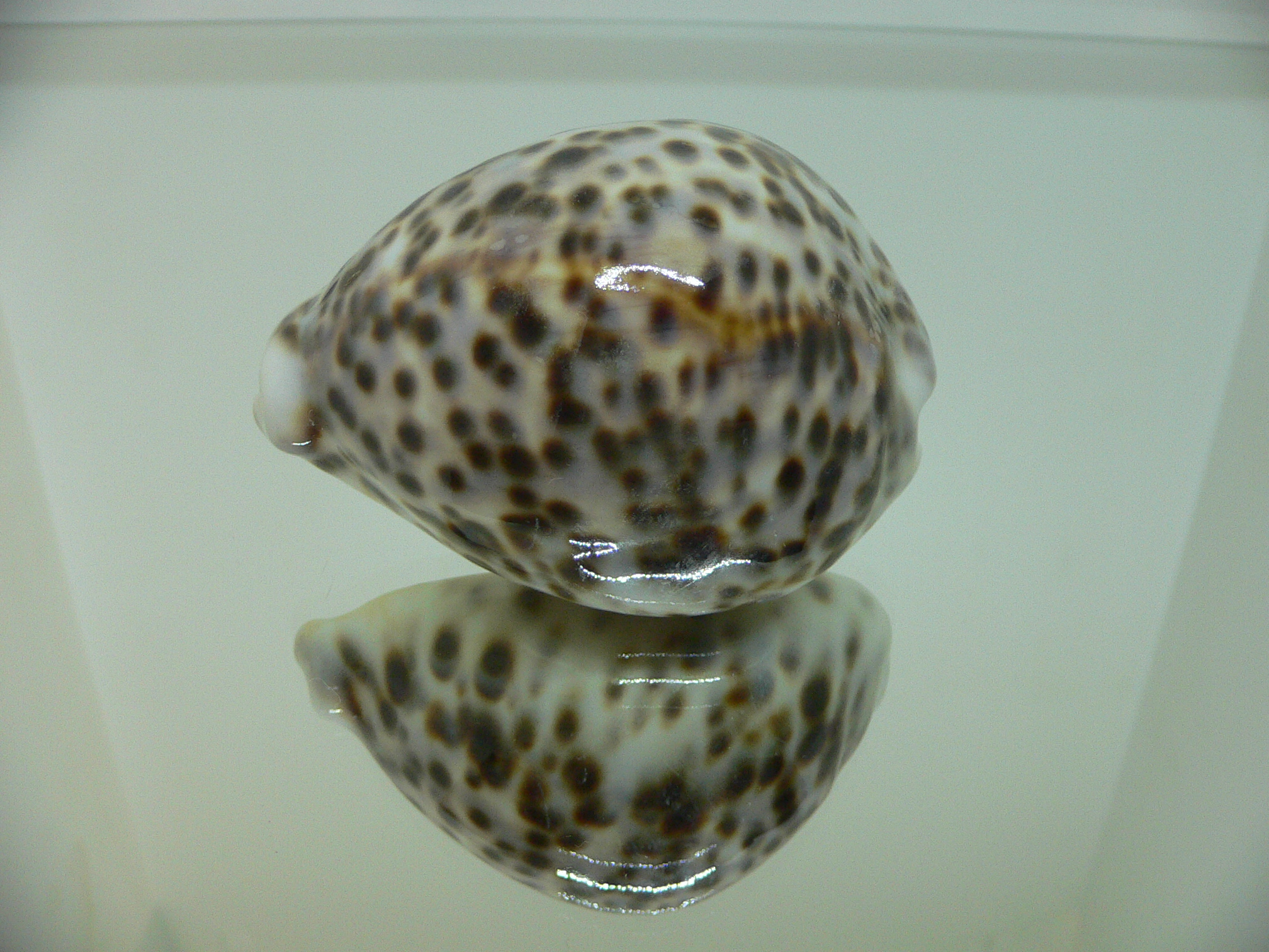 Cypraea tigris pardalis CALLOUSED & HEAVY