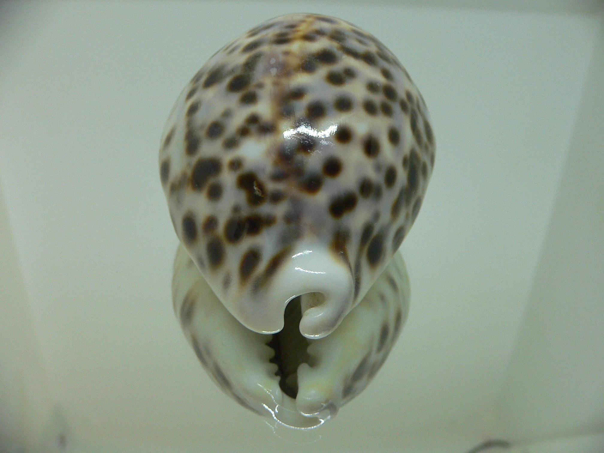 Cypraea tigris pardalis CALLOUSED & HEAVY