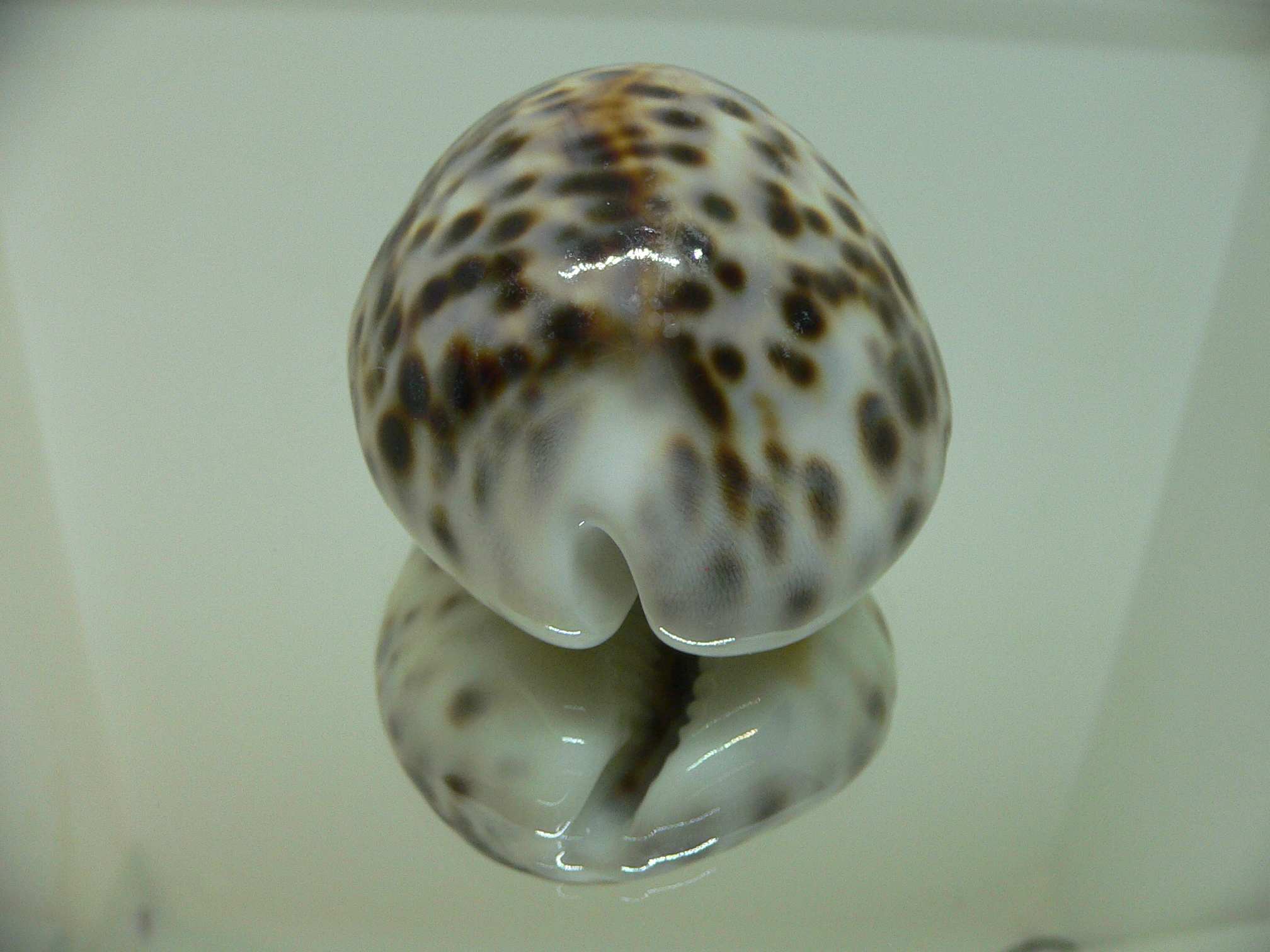 Cypraea tigris pardalis CALLOUSED & HEAVY