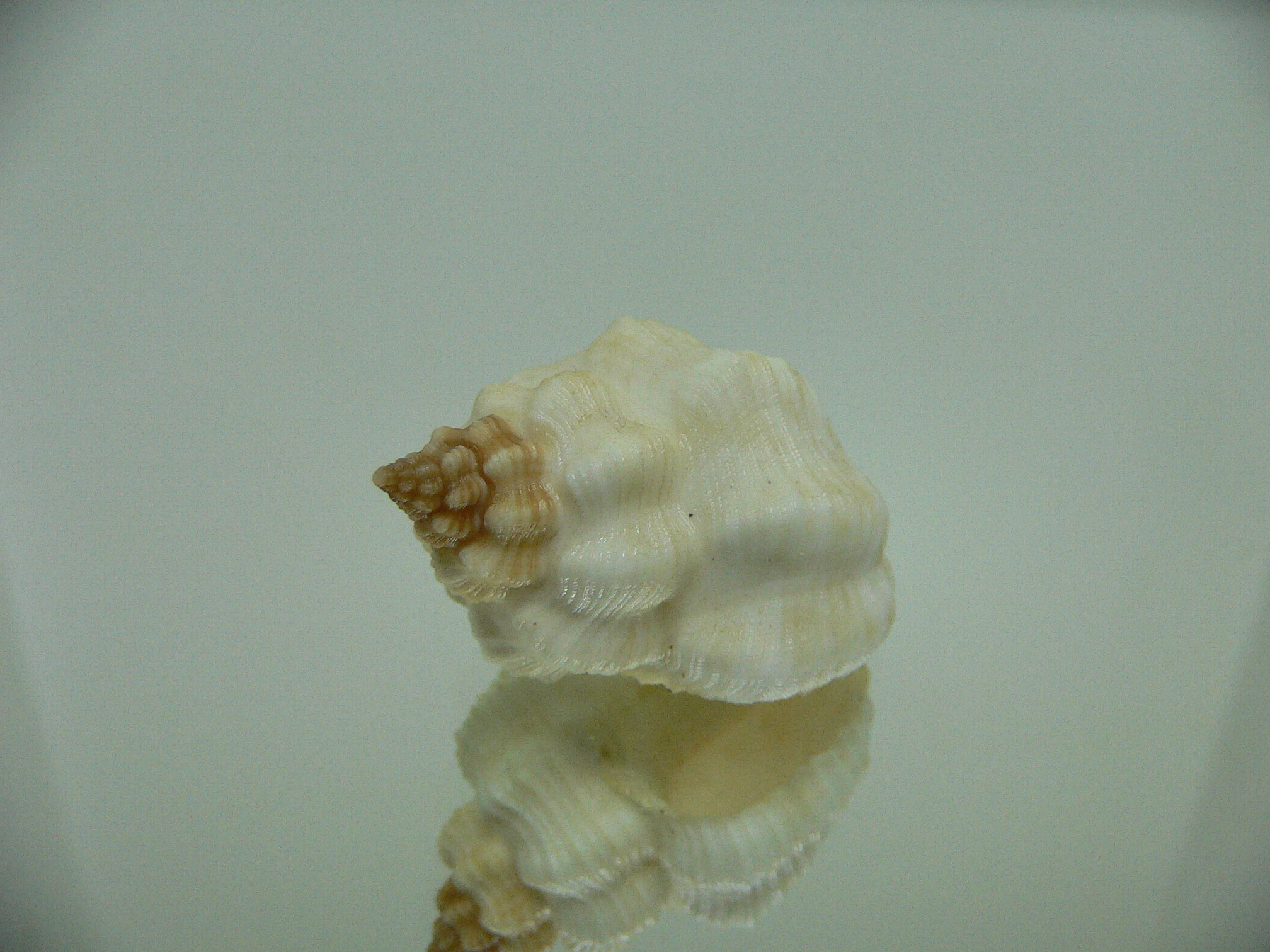 Cantharus tranquebaricus ALBINO