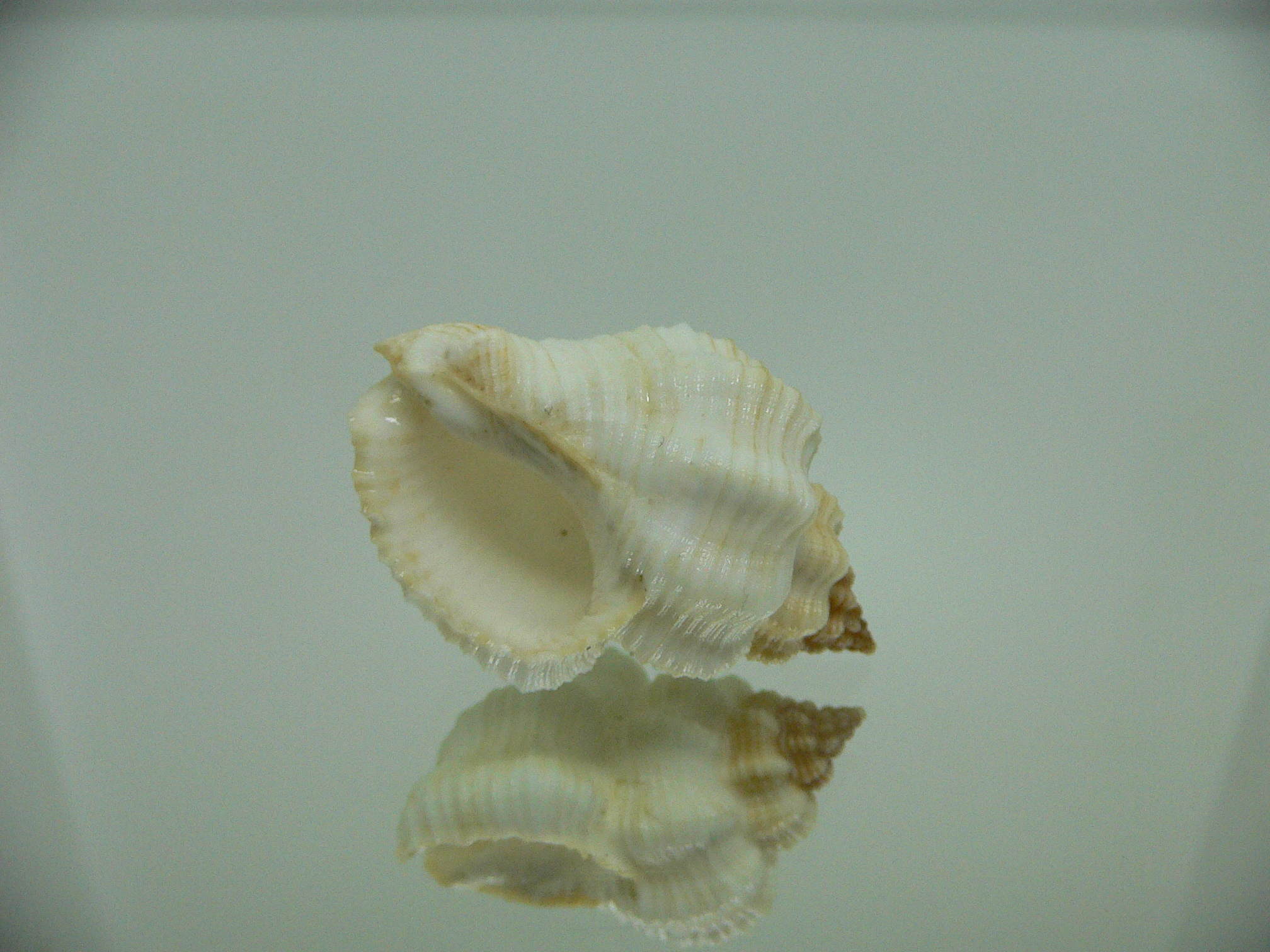 Cantharus tranquebaricus ALBINO