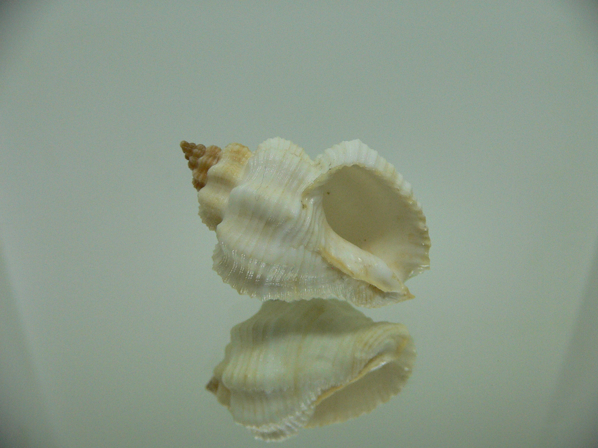 Cantharus tranquebaricus ALBINO