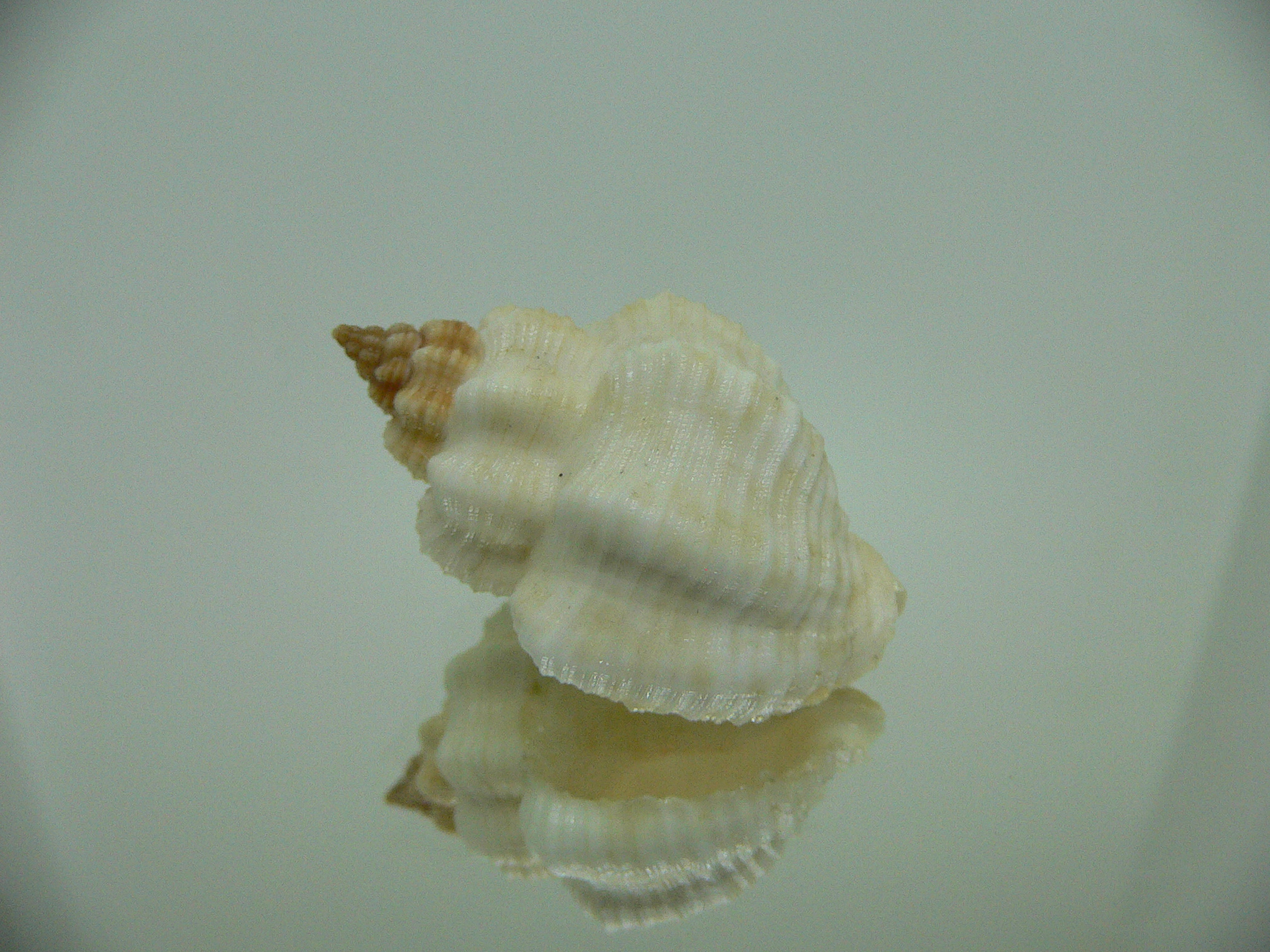Cantharus tranquebaricus ALBINO
