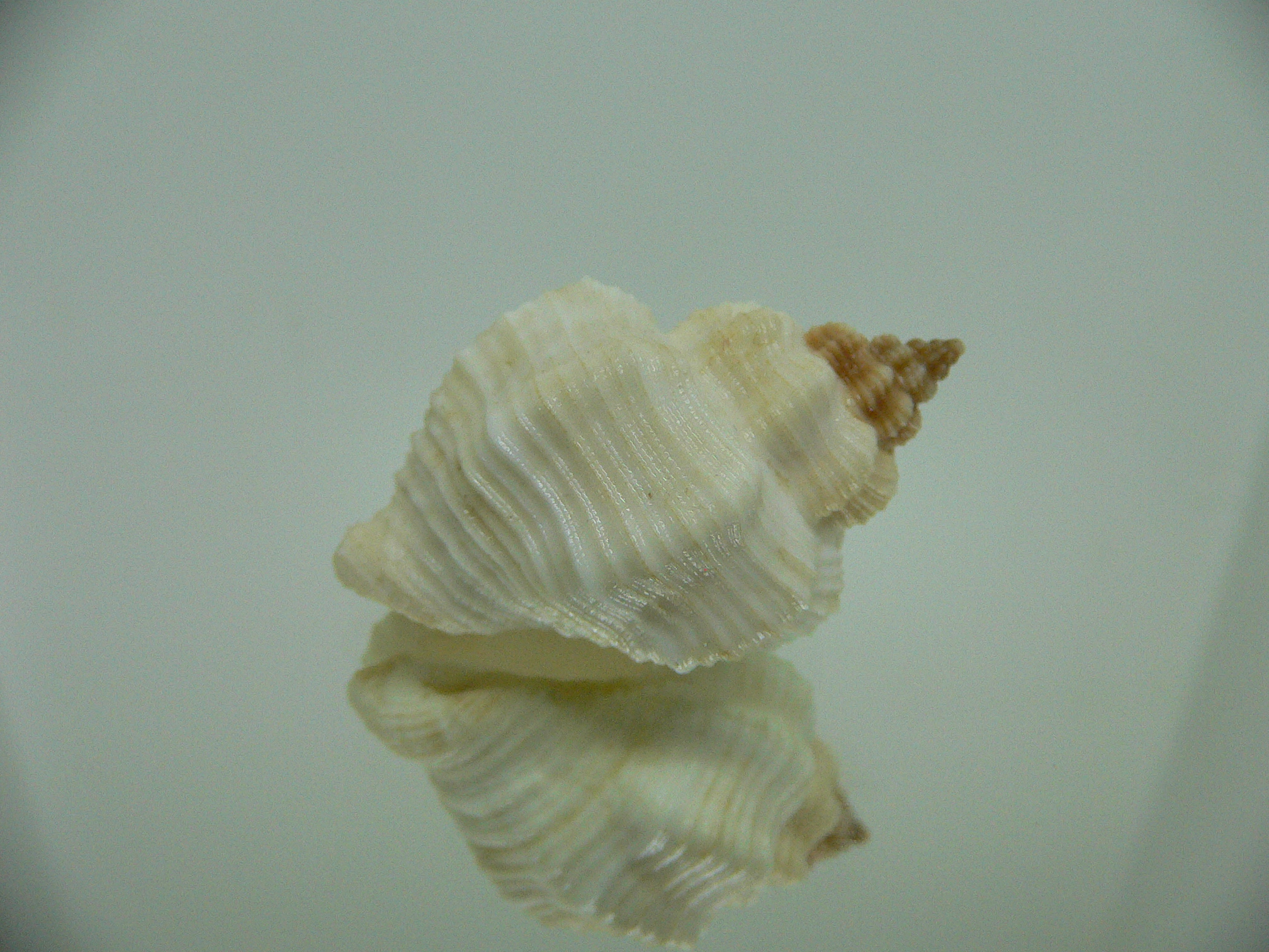 Cantharus tranquebaricus ALBINO