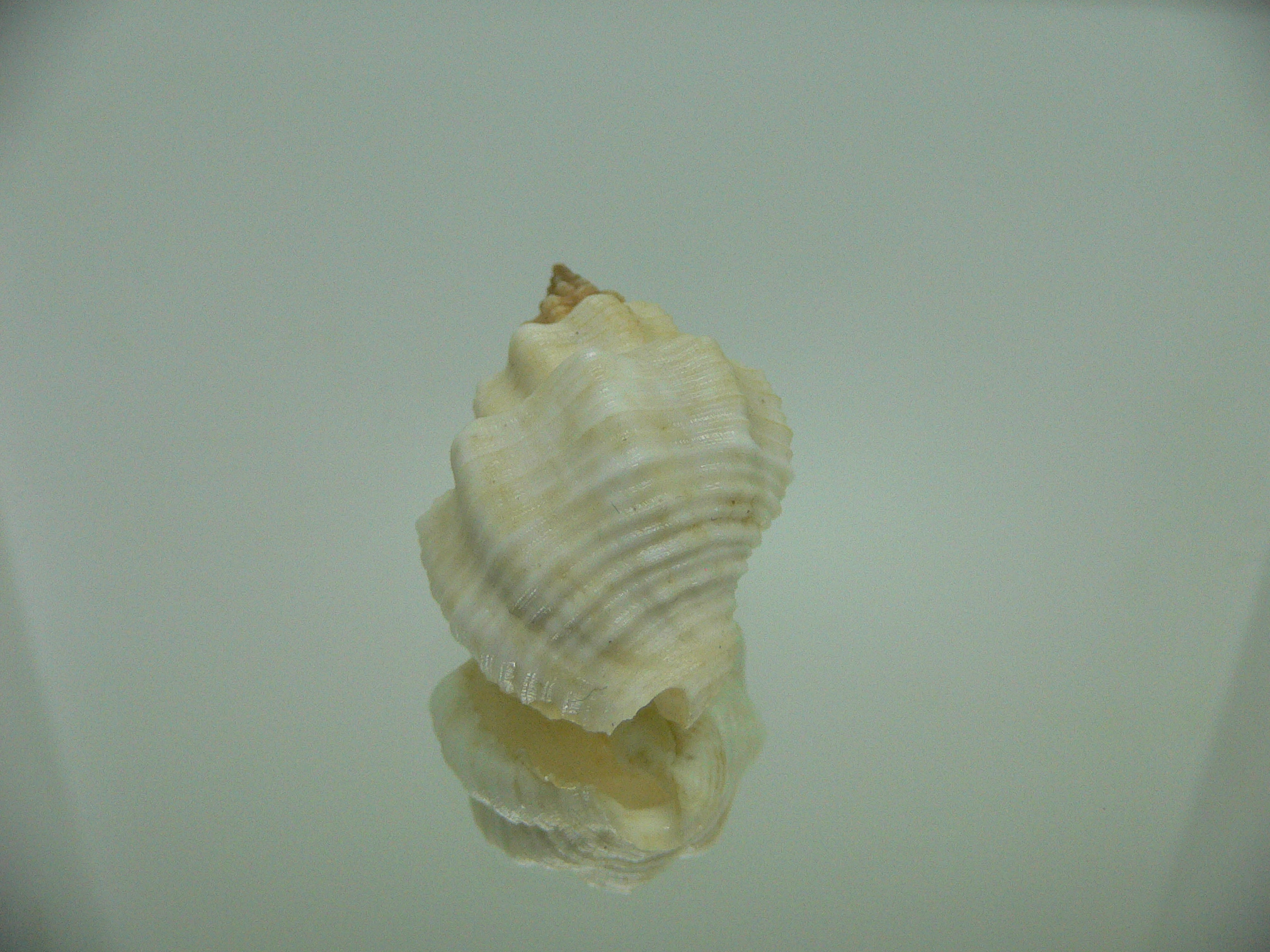 Cantharus tranquebaricus ALBINO
