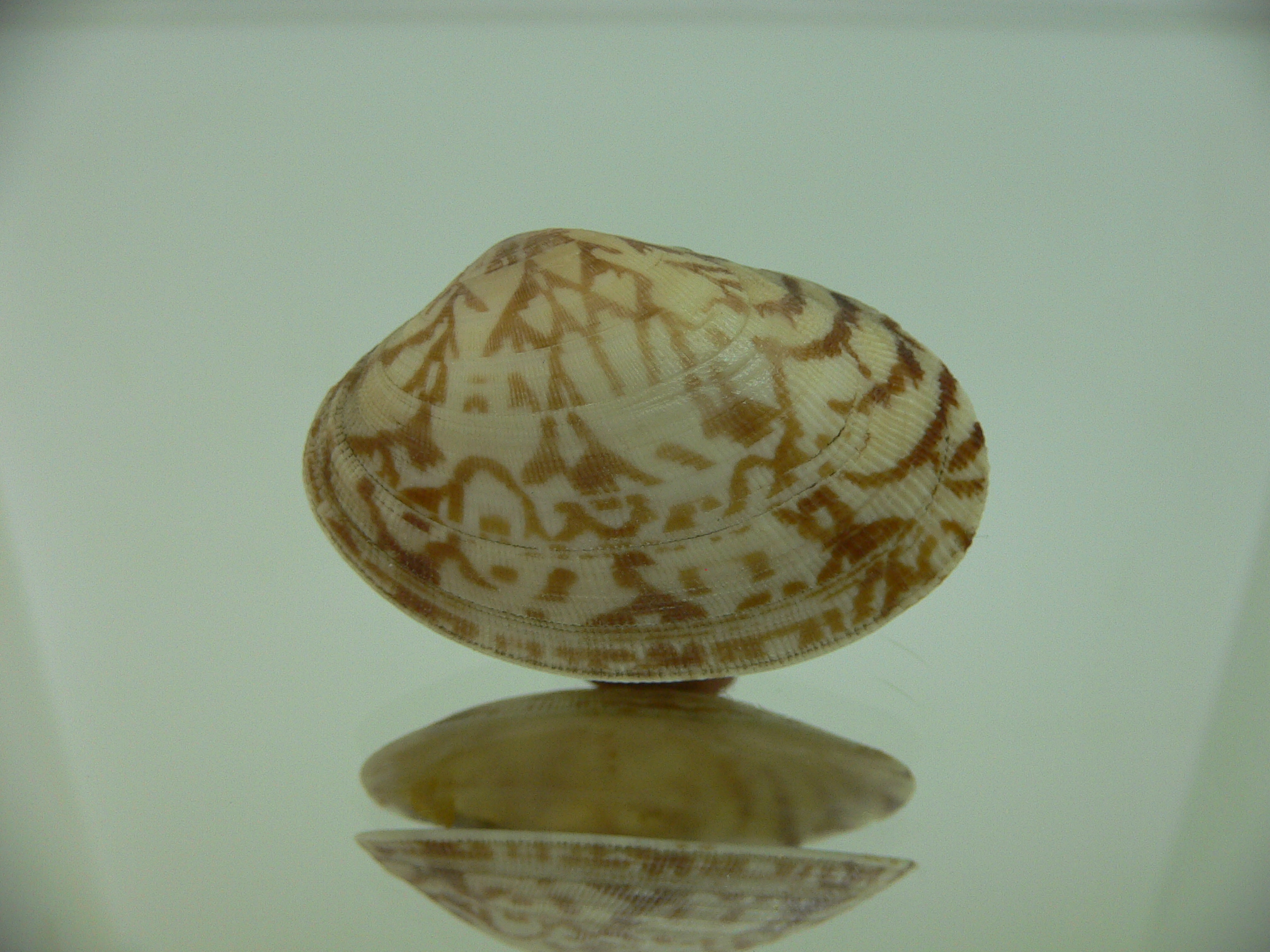 Venerupis aspera OPEN