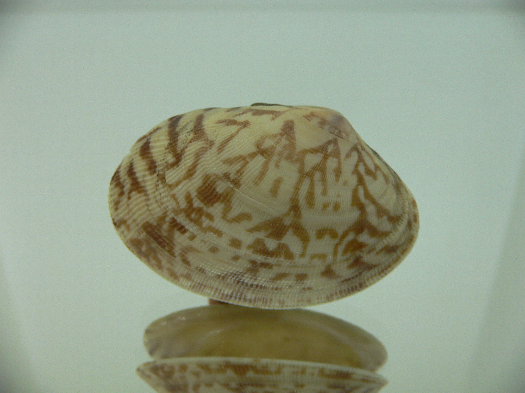 Venerupis aspera OPEN