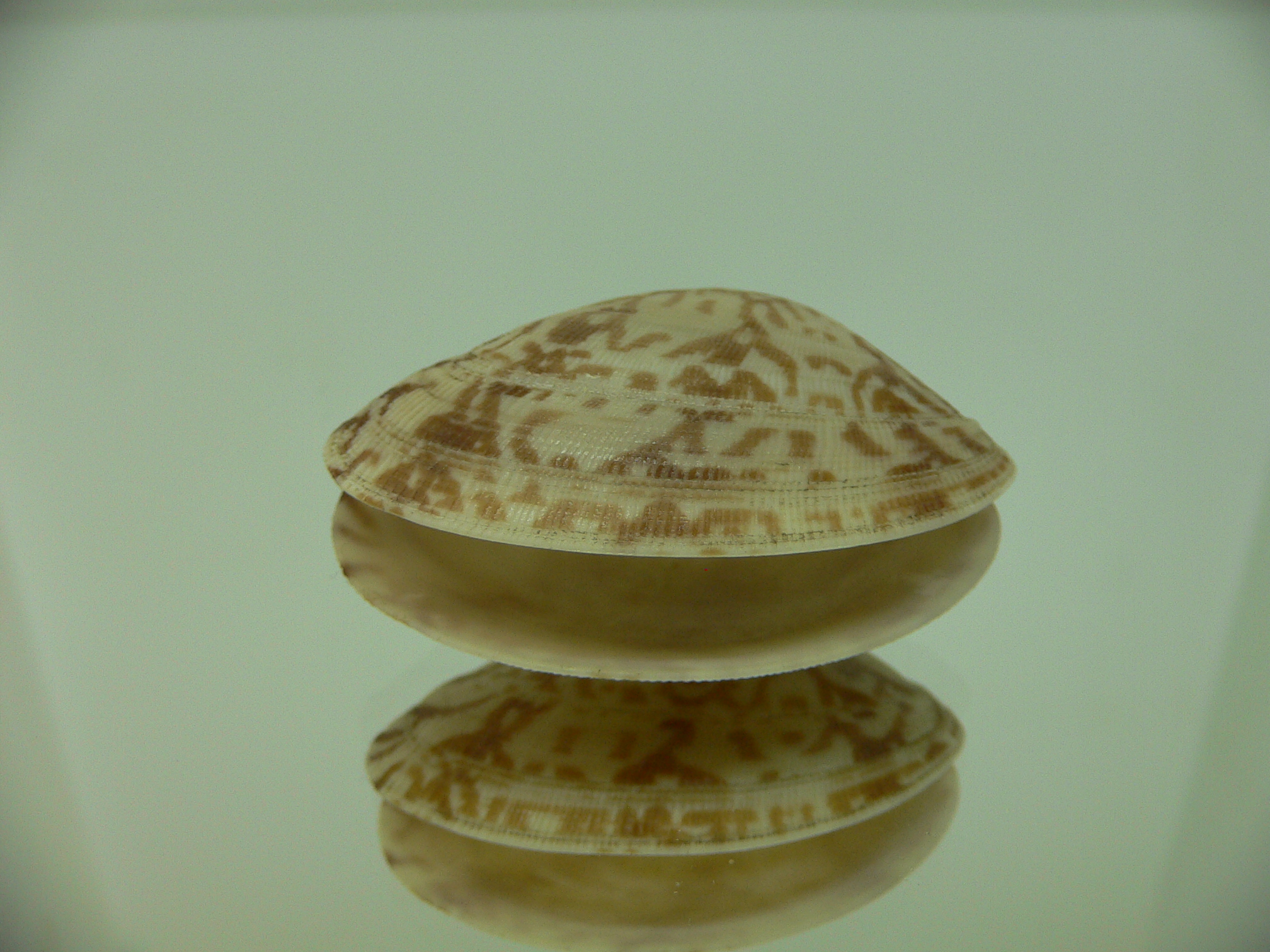 Venerupis aspera OPEN