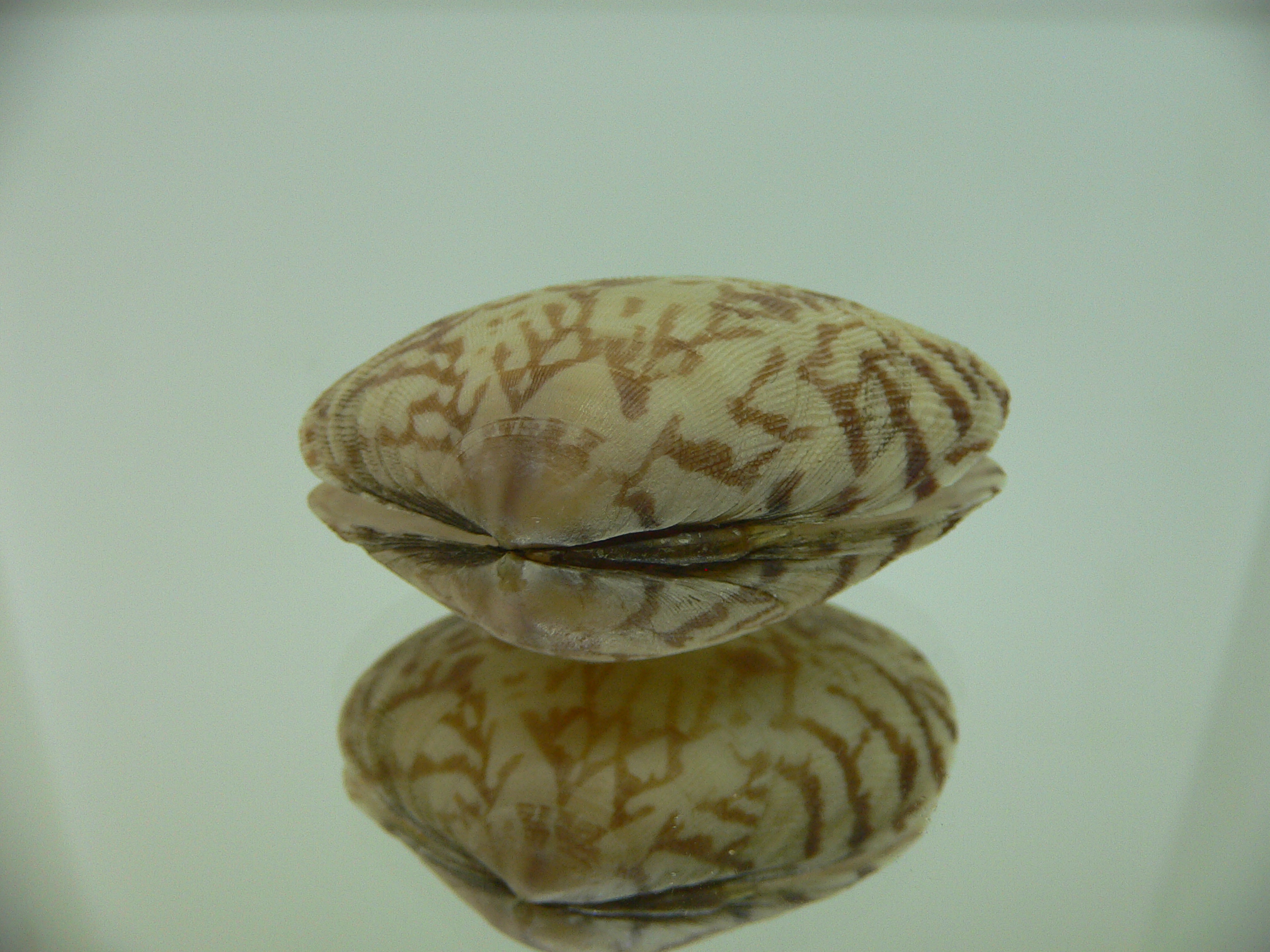 Venerupis aspera OPEN