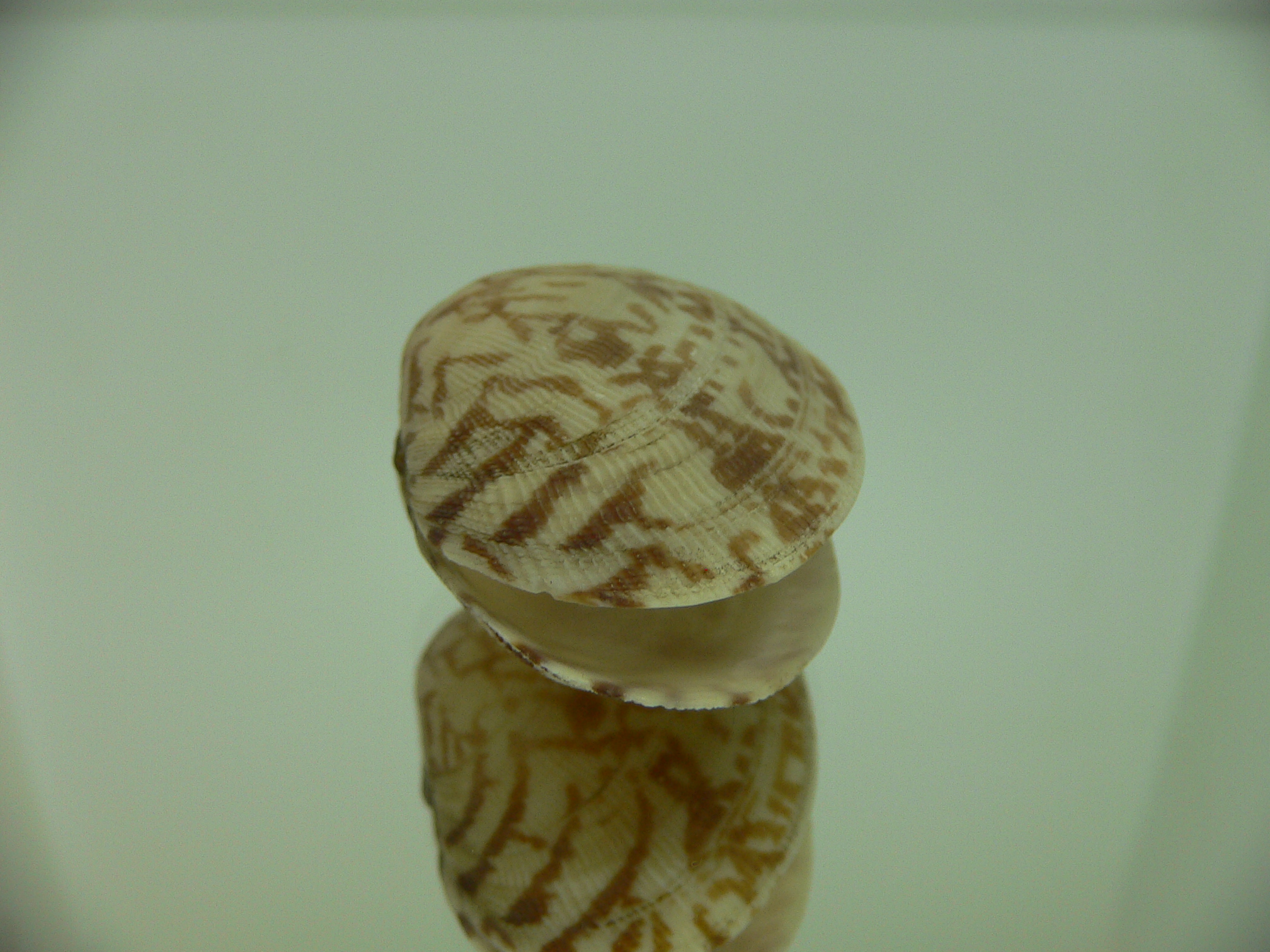 Venerupis aspera OPEN