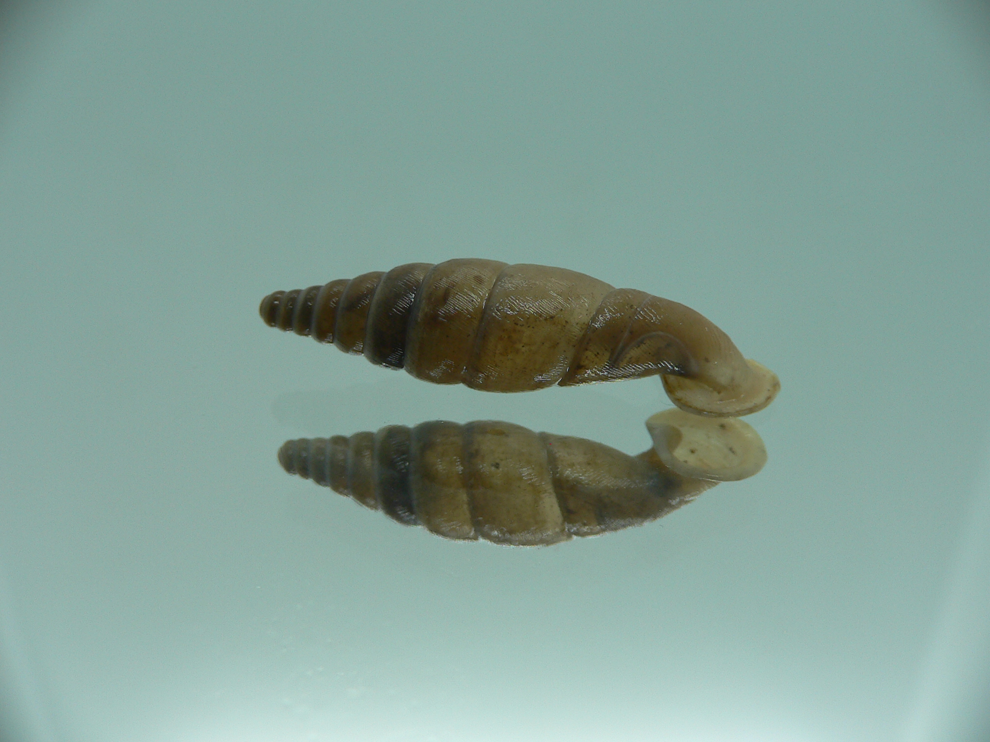 Grandinenia unicolor