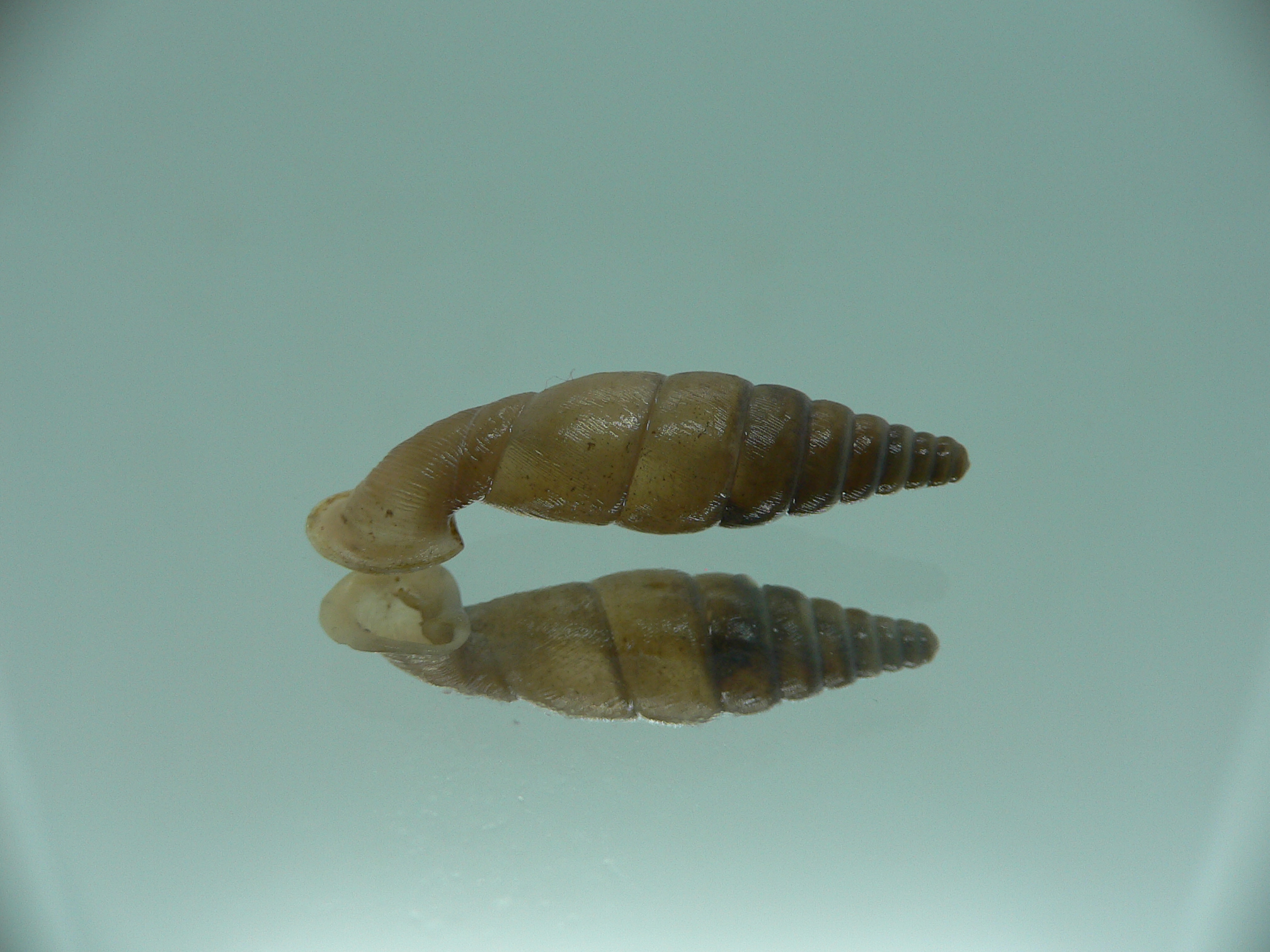 Grandinenia unicolor