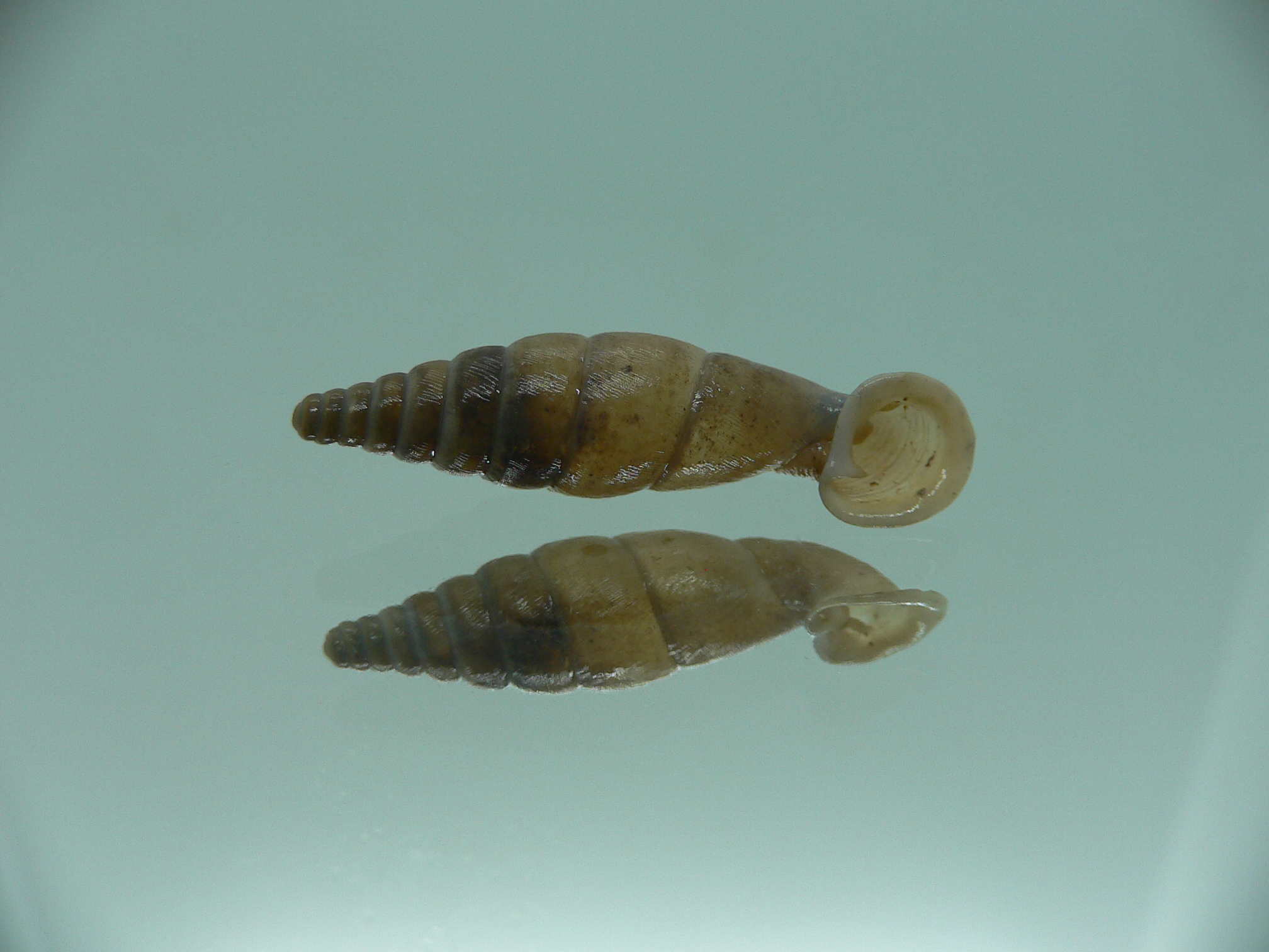Grandinenia unicolor