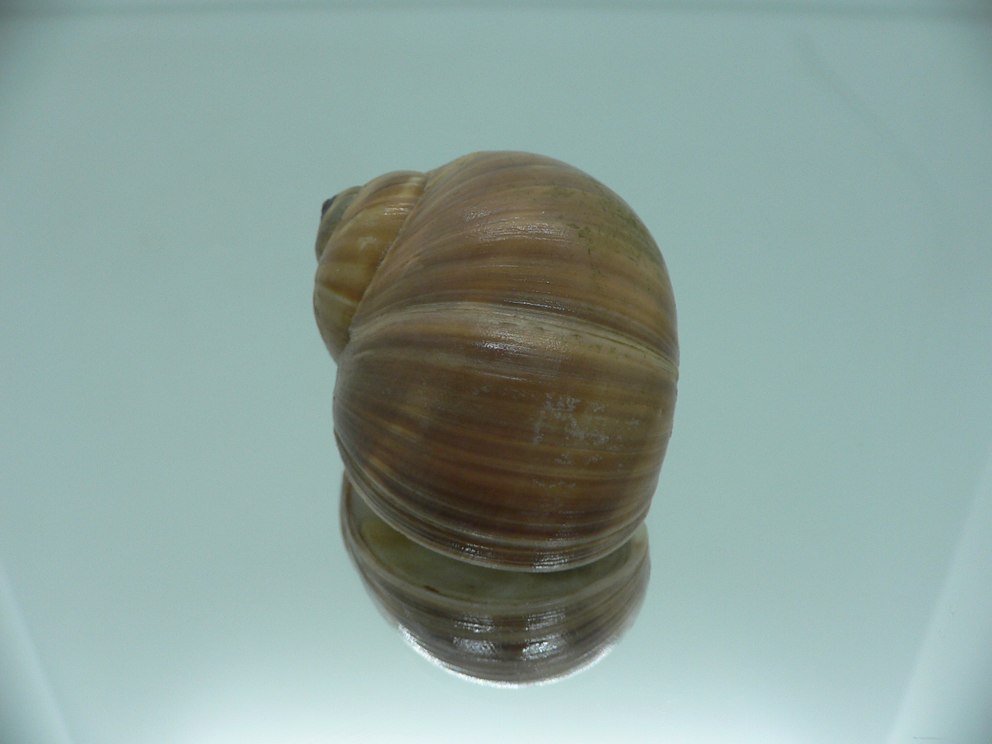 Cryptonatica janthostoma VERY BIG