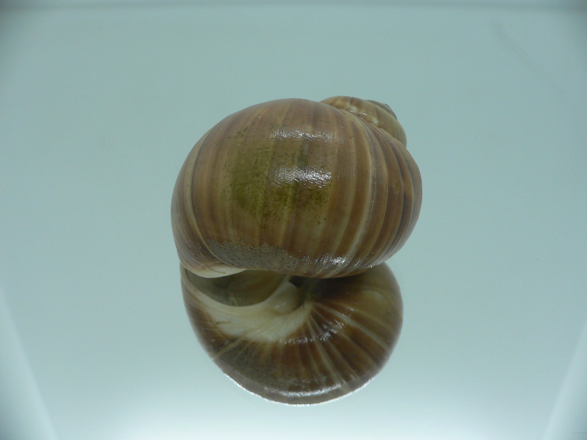Cryptonatica janthostoma VERY BIG