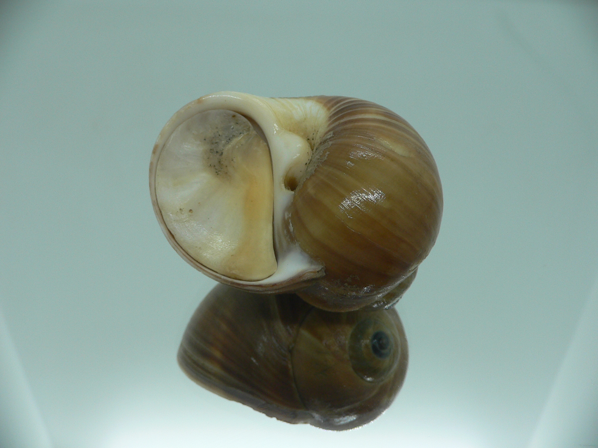 Cryptonatica janthostoma VERY BIG
