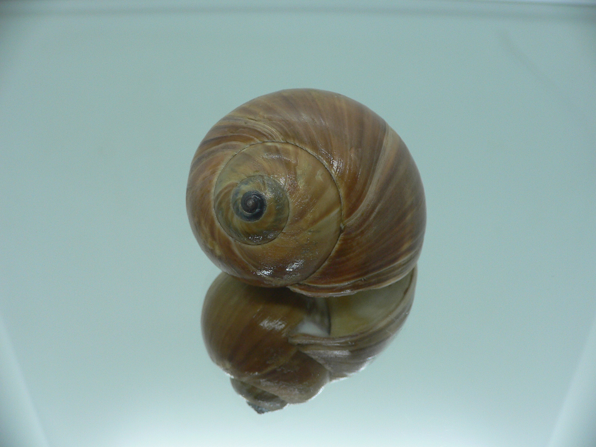 Cryptonatica janthostoma VERY BIG