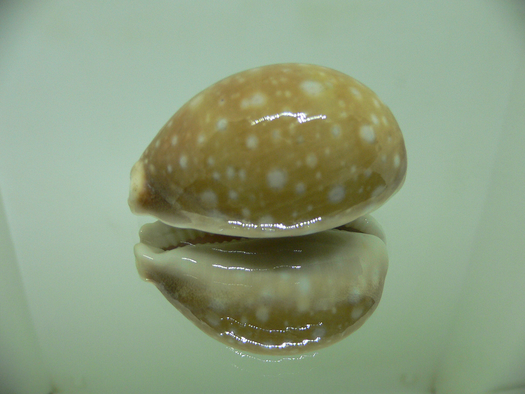 Cypraea vitellus vitellus FRINGED SPOTS & GLOBOSE