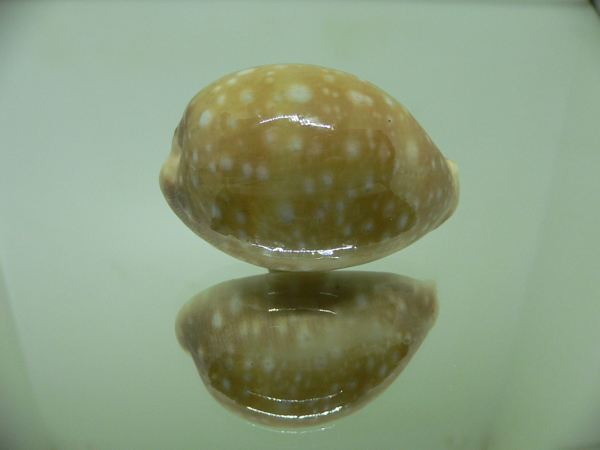 Cypraea vitellus vitellus FRINGED SPOTS & GLOBOSE