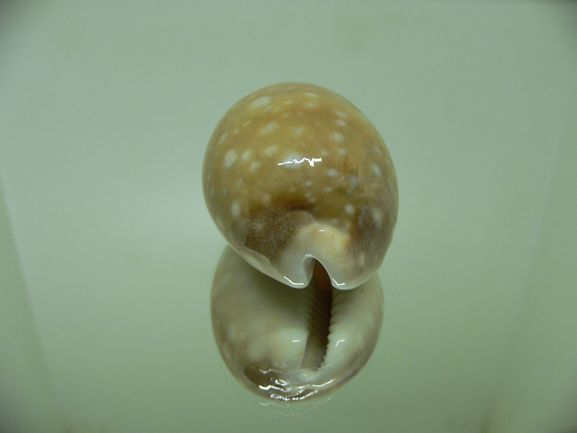 Cypraea vitellus vitellus FRINGED SPOTS & GLOBOSE