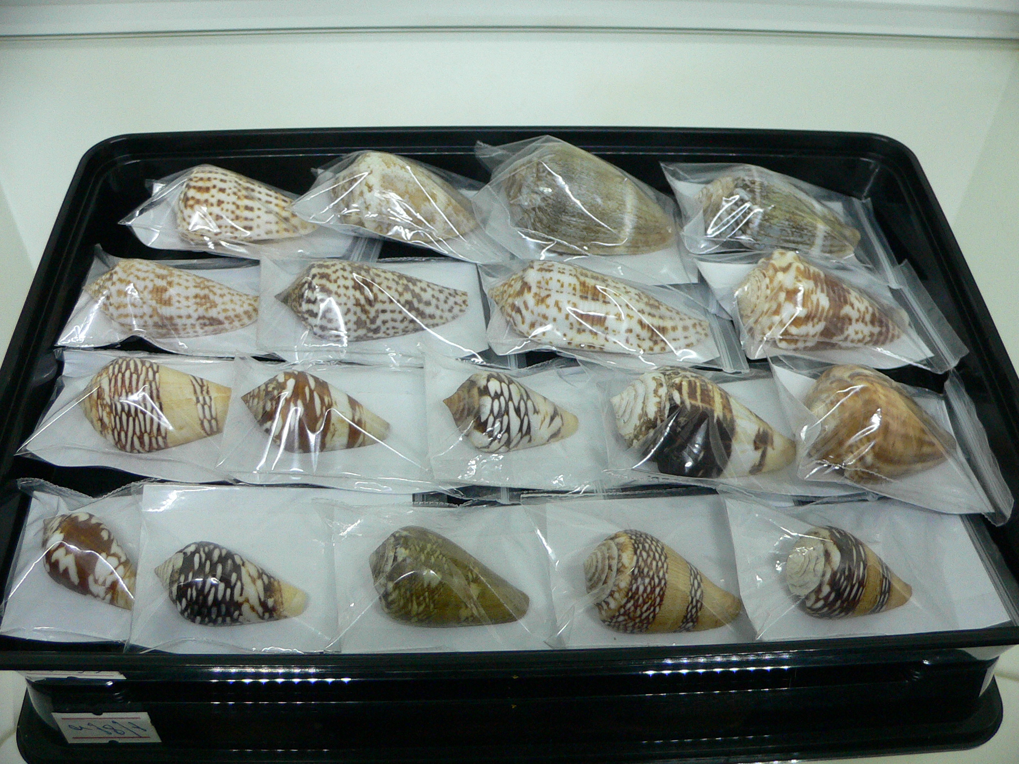 Conus mercator reticulates