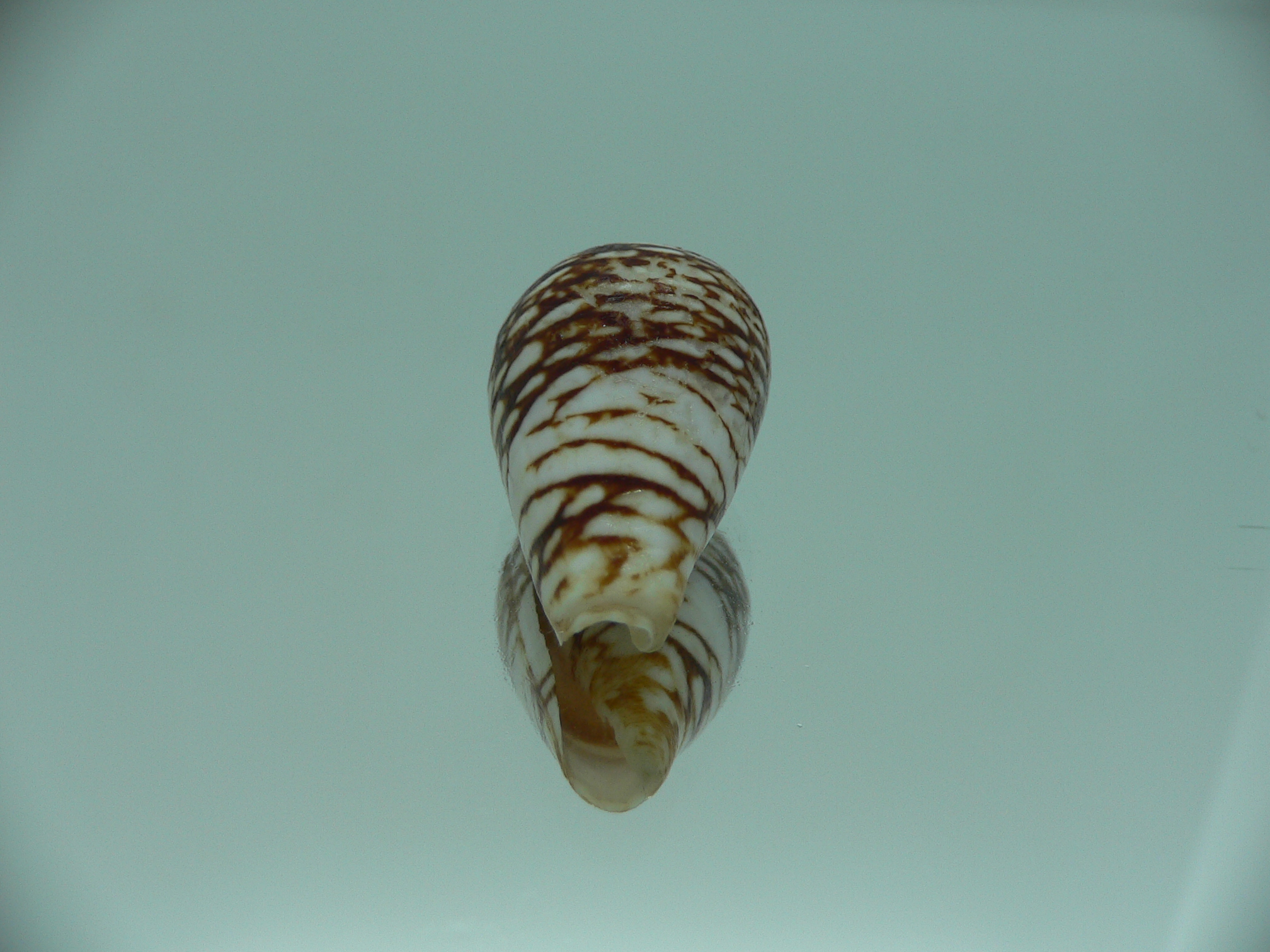 Conus mercator reticulates