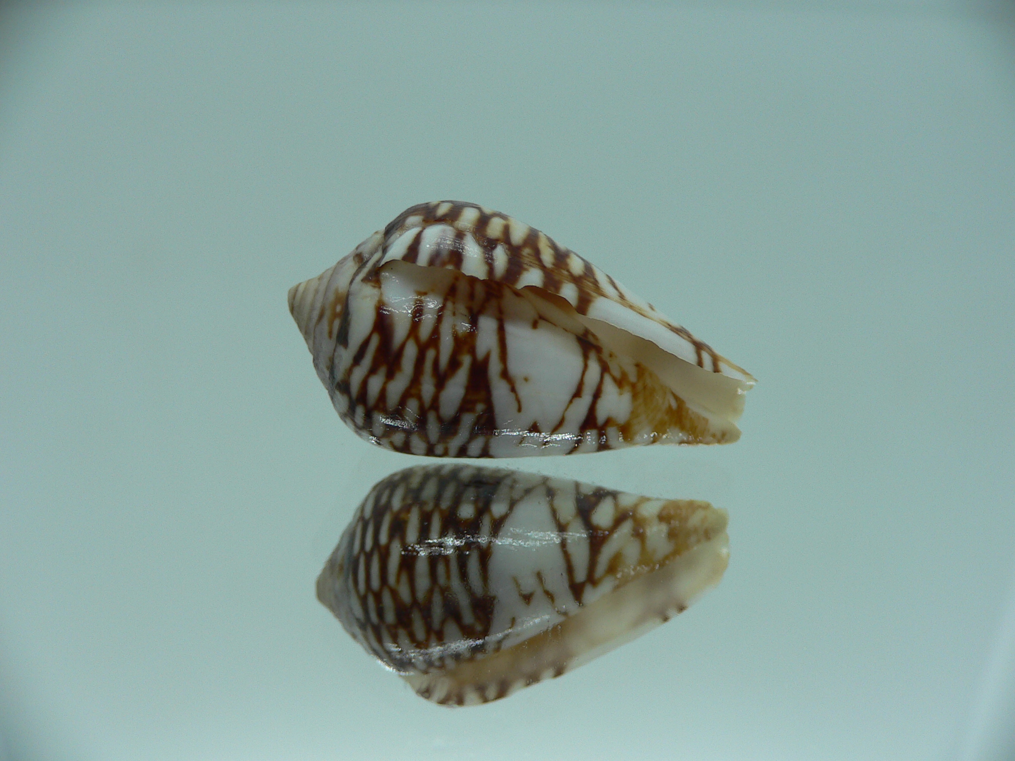 Conus mercator reticulates
