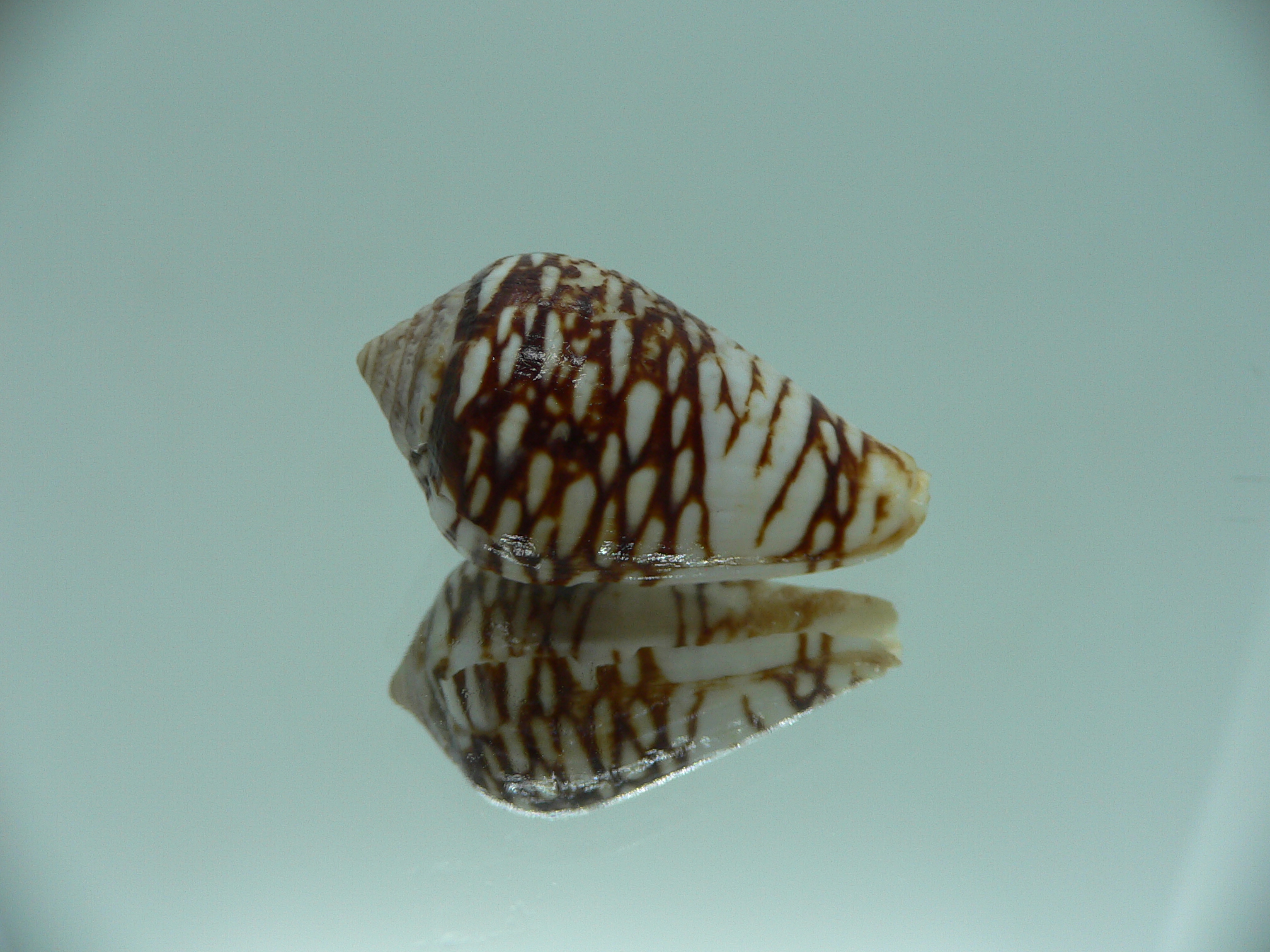 Conus mercator reticulates