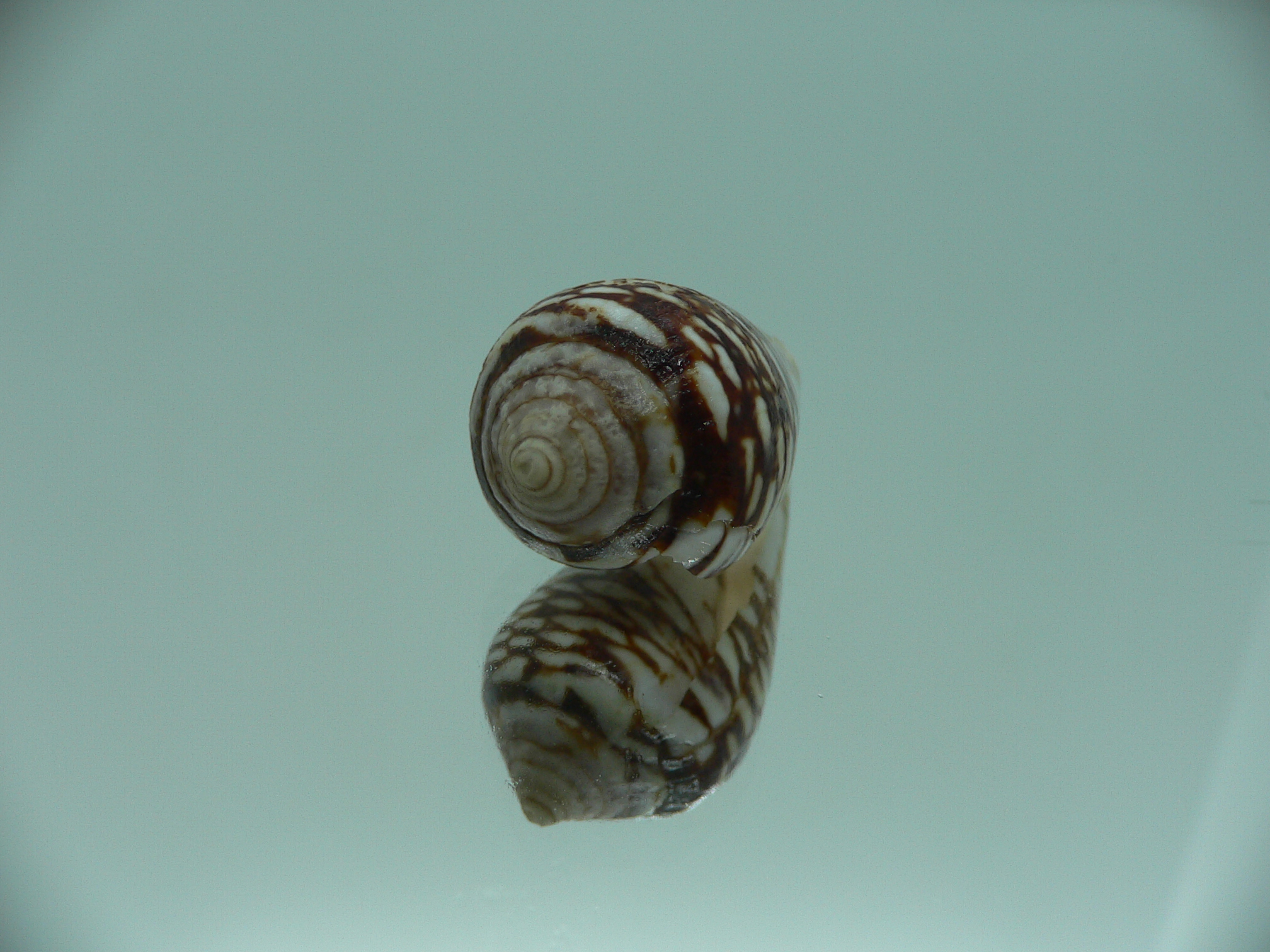 Conus mercator reticulates