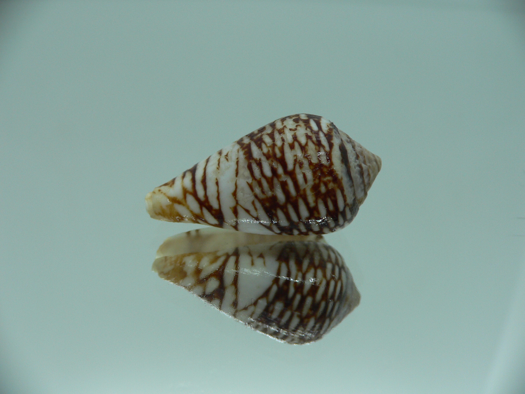 Conus mercator reticulates
