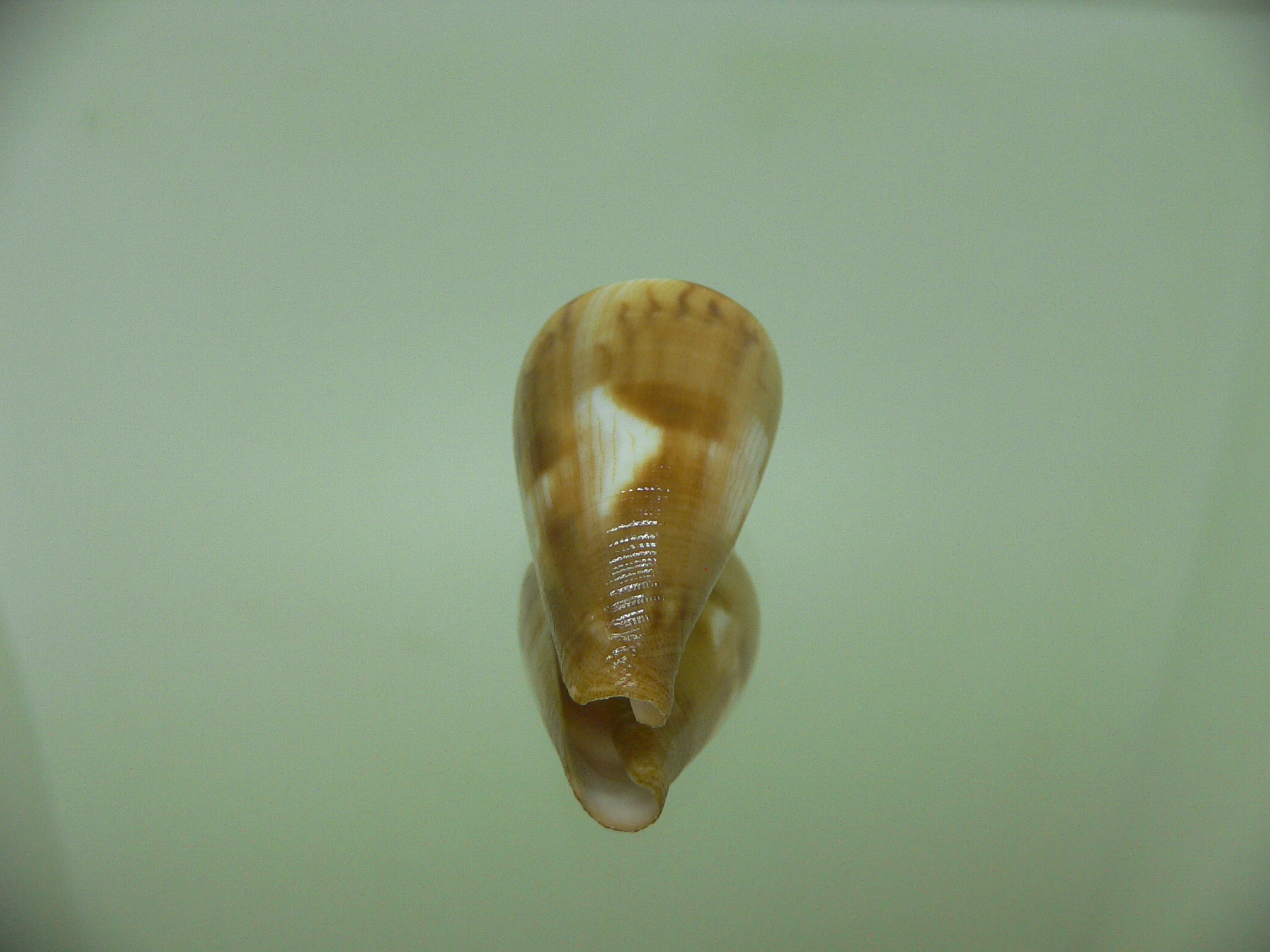 Conus vexillum BEAUTIFUL