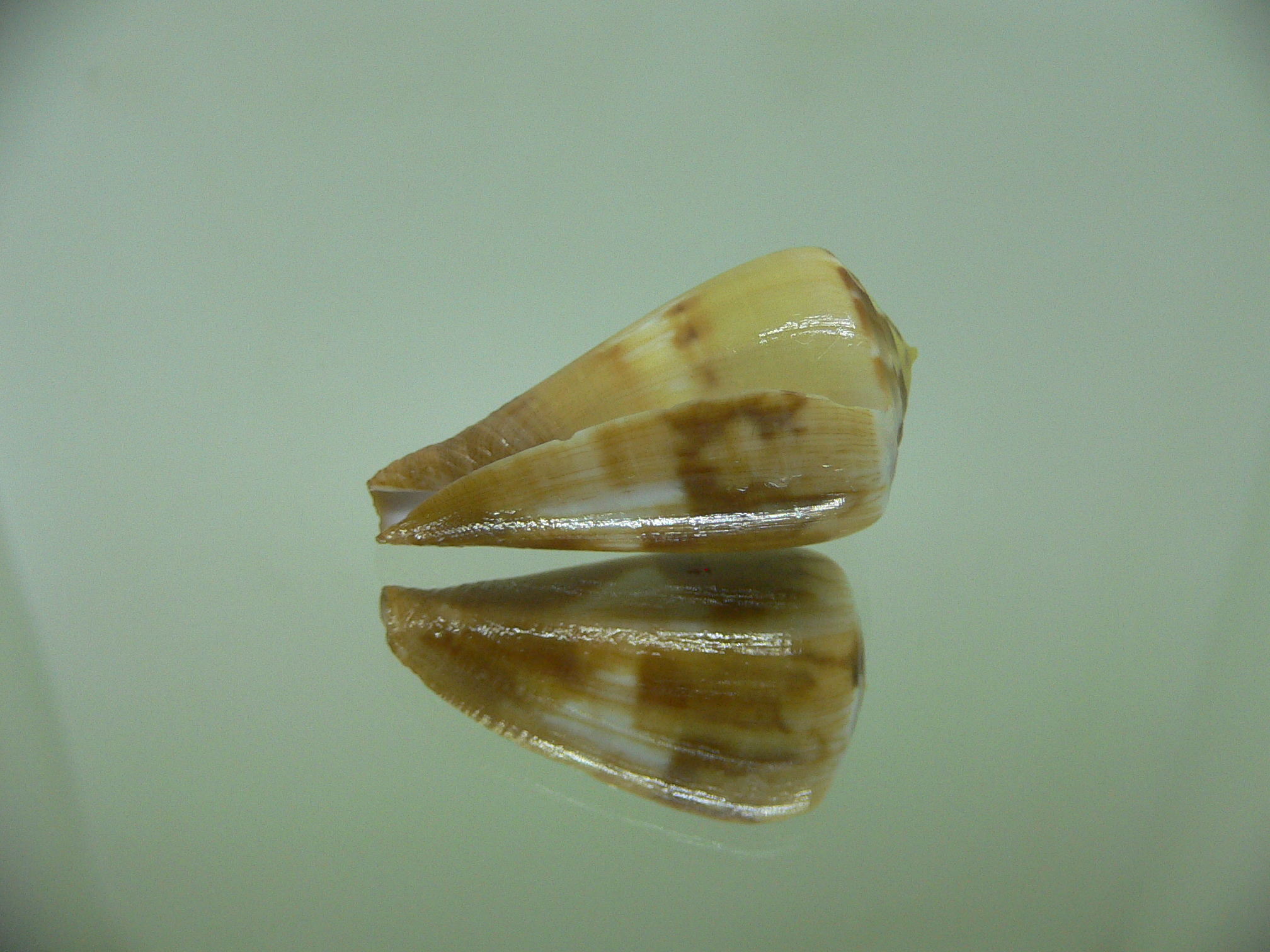 Conus vexillum BEAUTIFUL