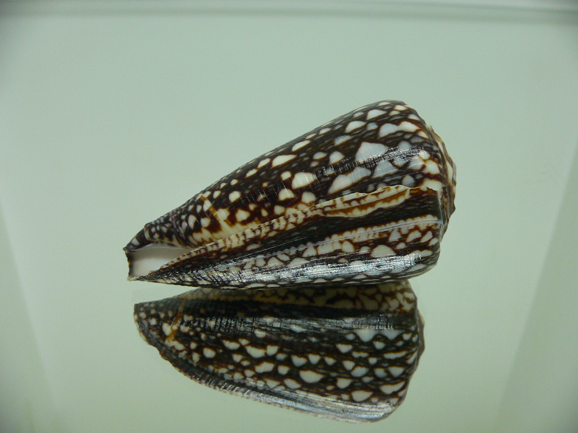 Conus marmoreus crosseanus lineata (var.) ENDEMIC & VERY BIG