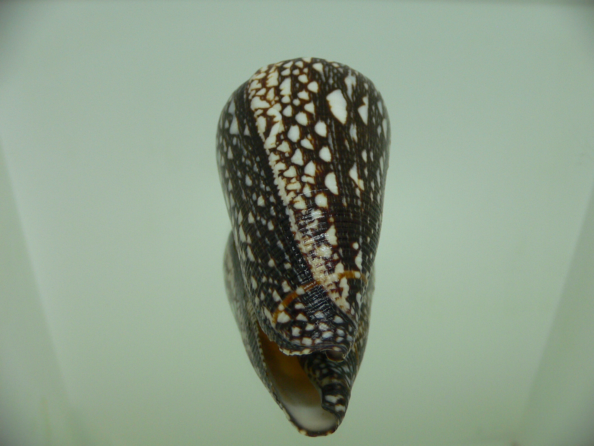Conus marmoreus crosseanus lineata (var.) ENDEMIC & VERY BIG