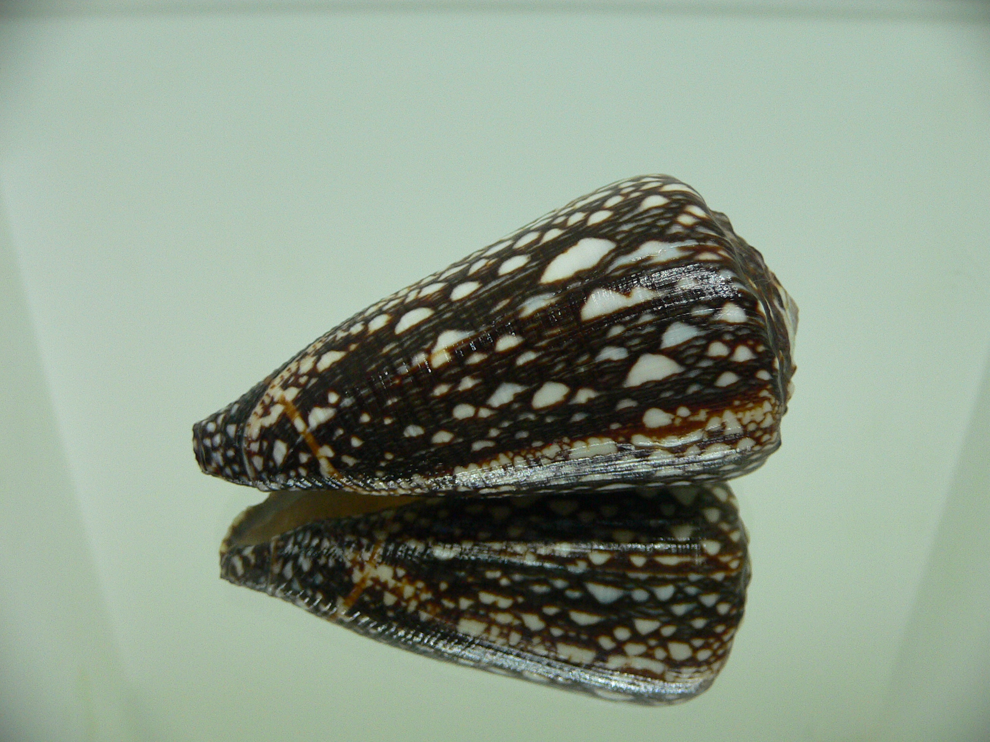 Conus marmoreus crosseanus lineata (var.) ENDEMIC & VERY BIG