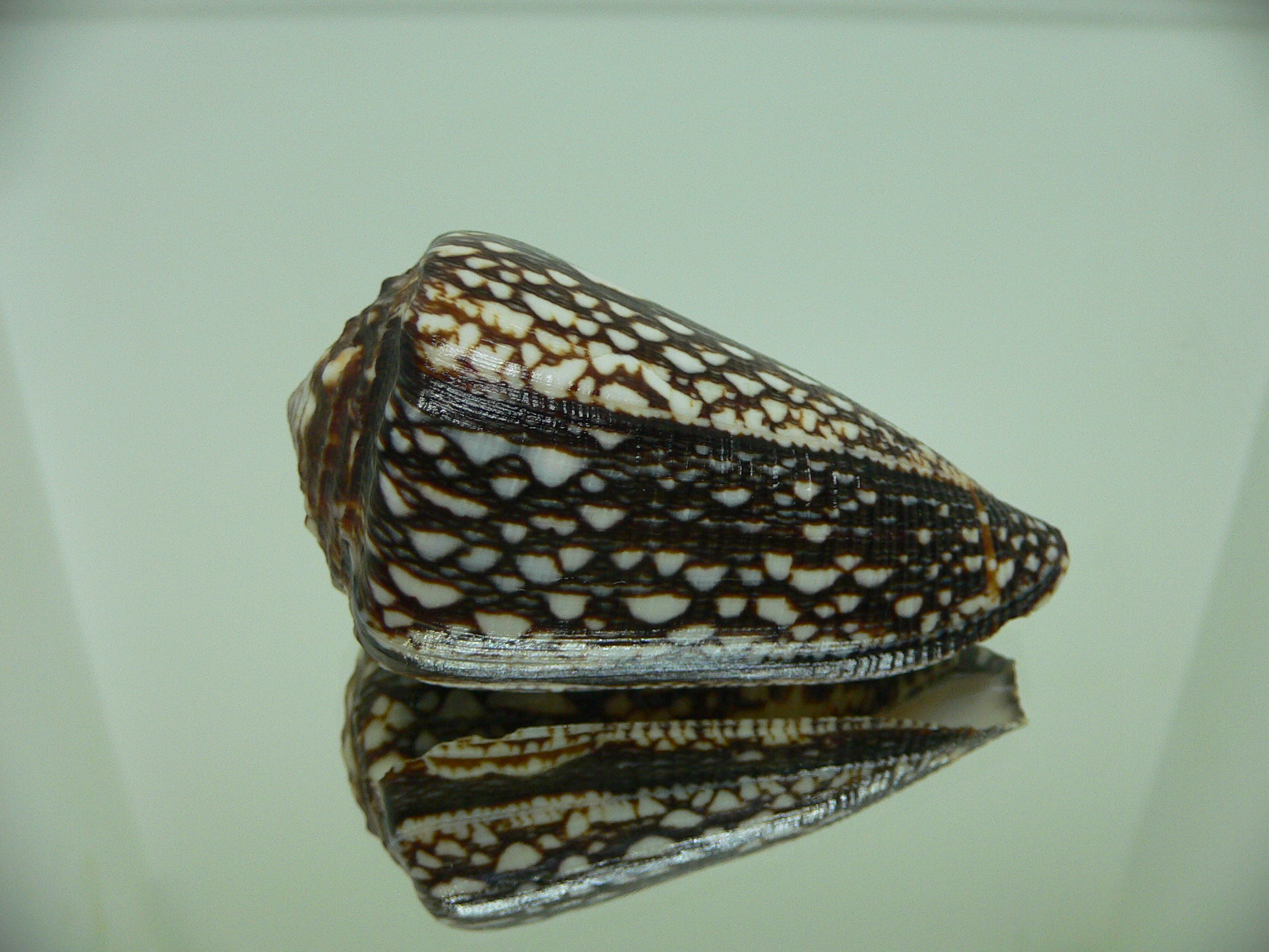 Conus marmoreus crosseanus lineata (var.) ENDEMIC & VERY BIG