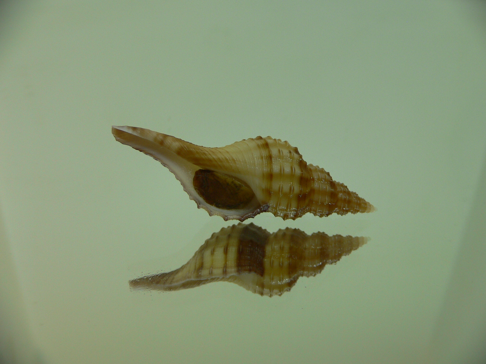 Granulifusus kiranus