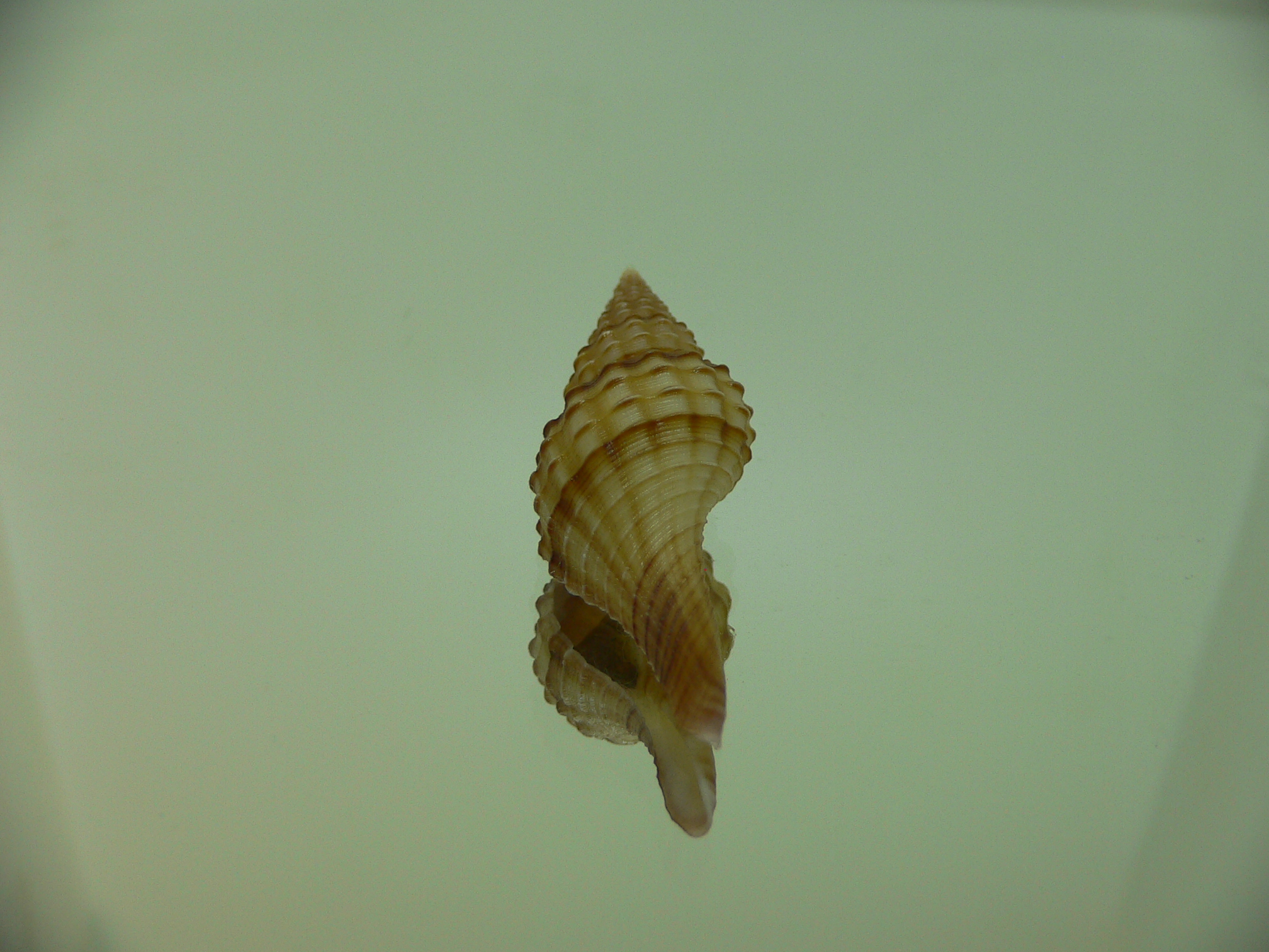 Granulifusus kiranus