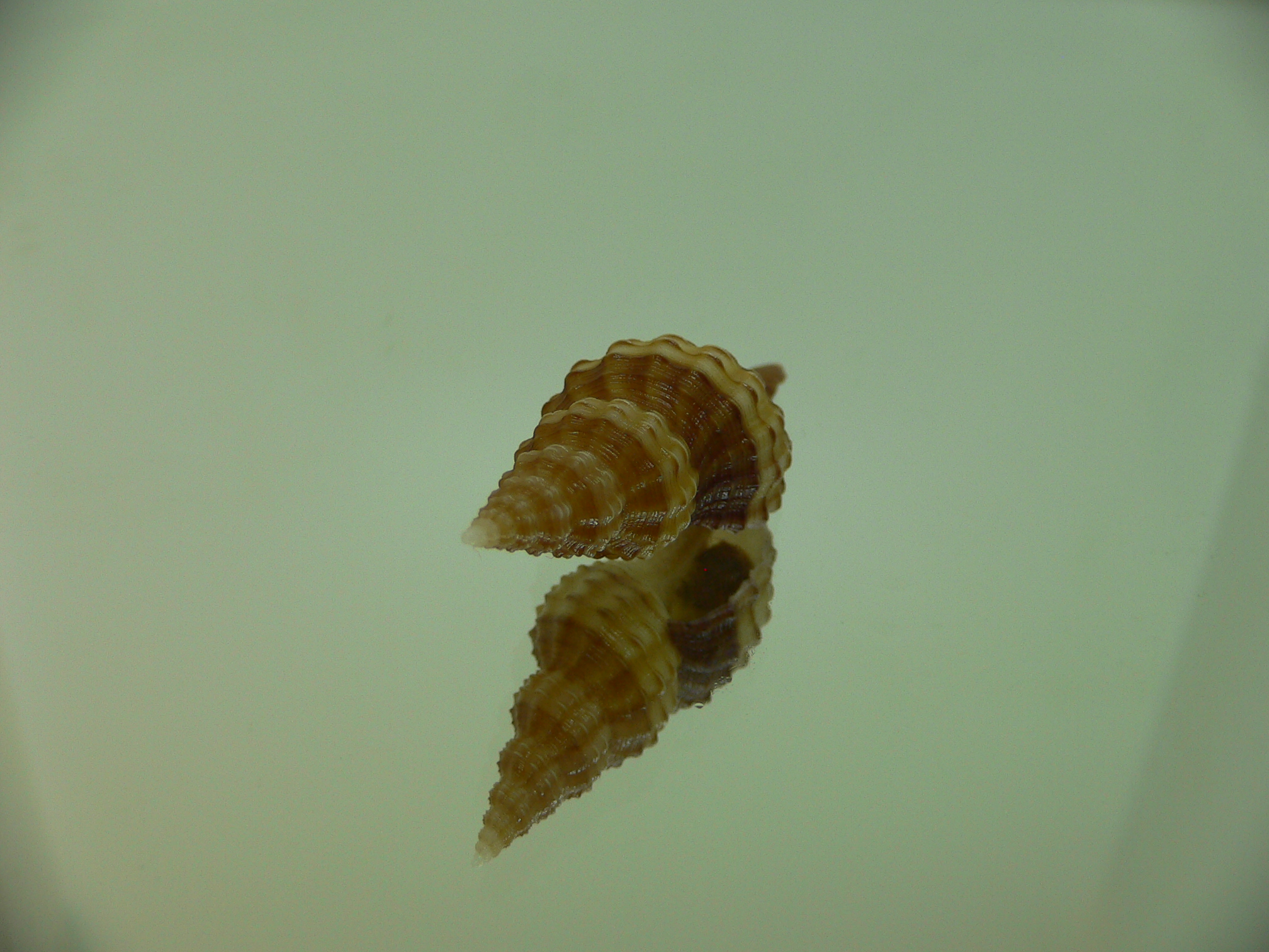 Granulifusus kiranus