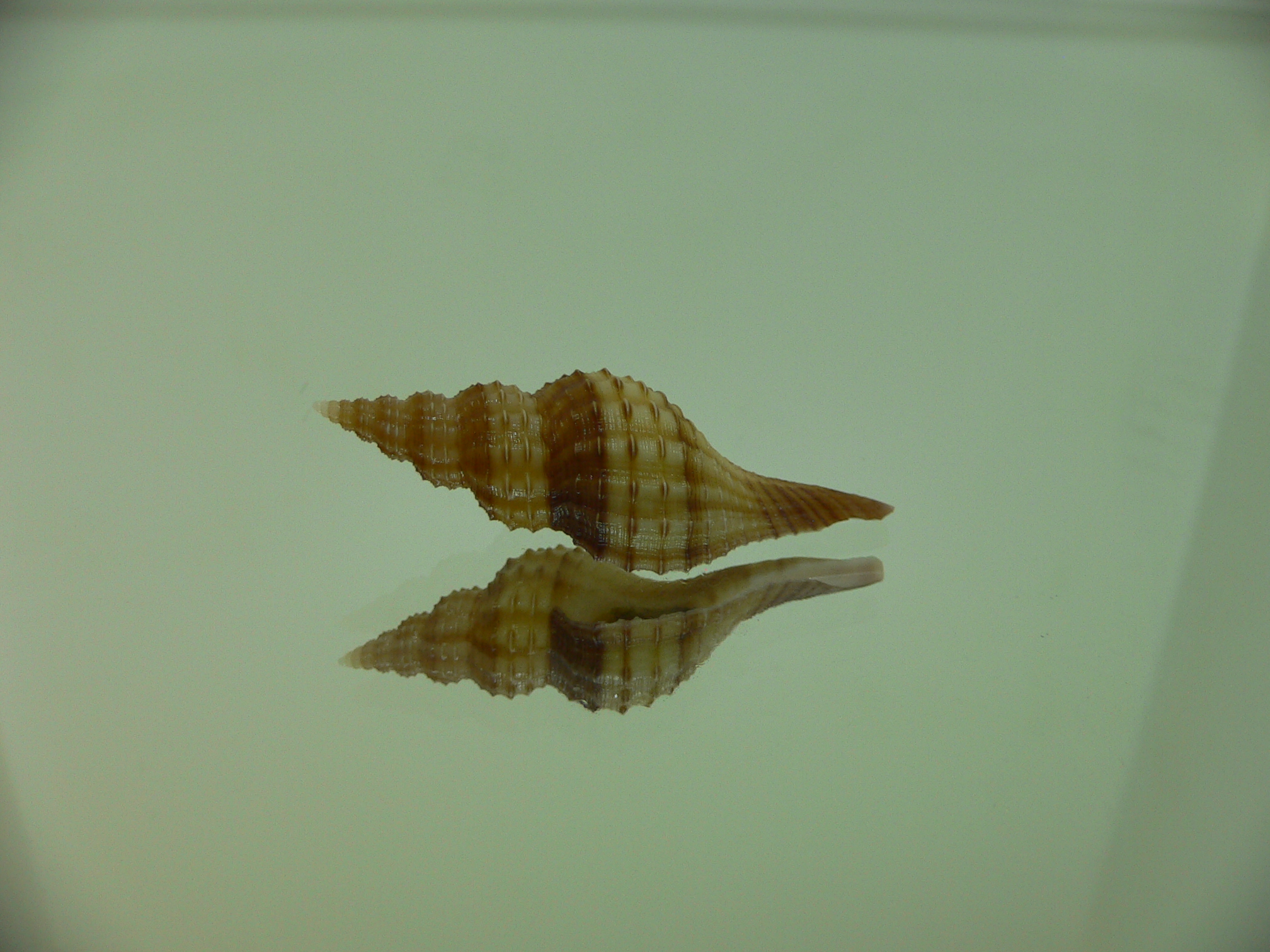 Granulifusus kiranus