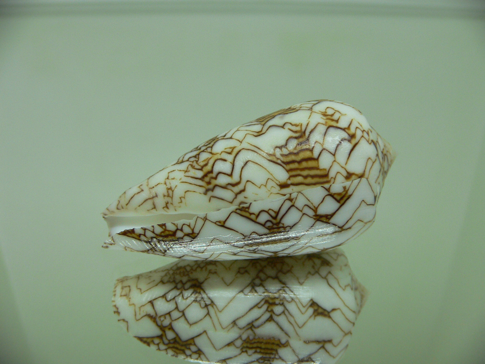 Conus textile neovicarius (var.)